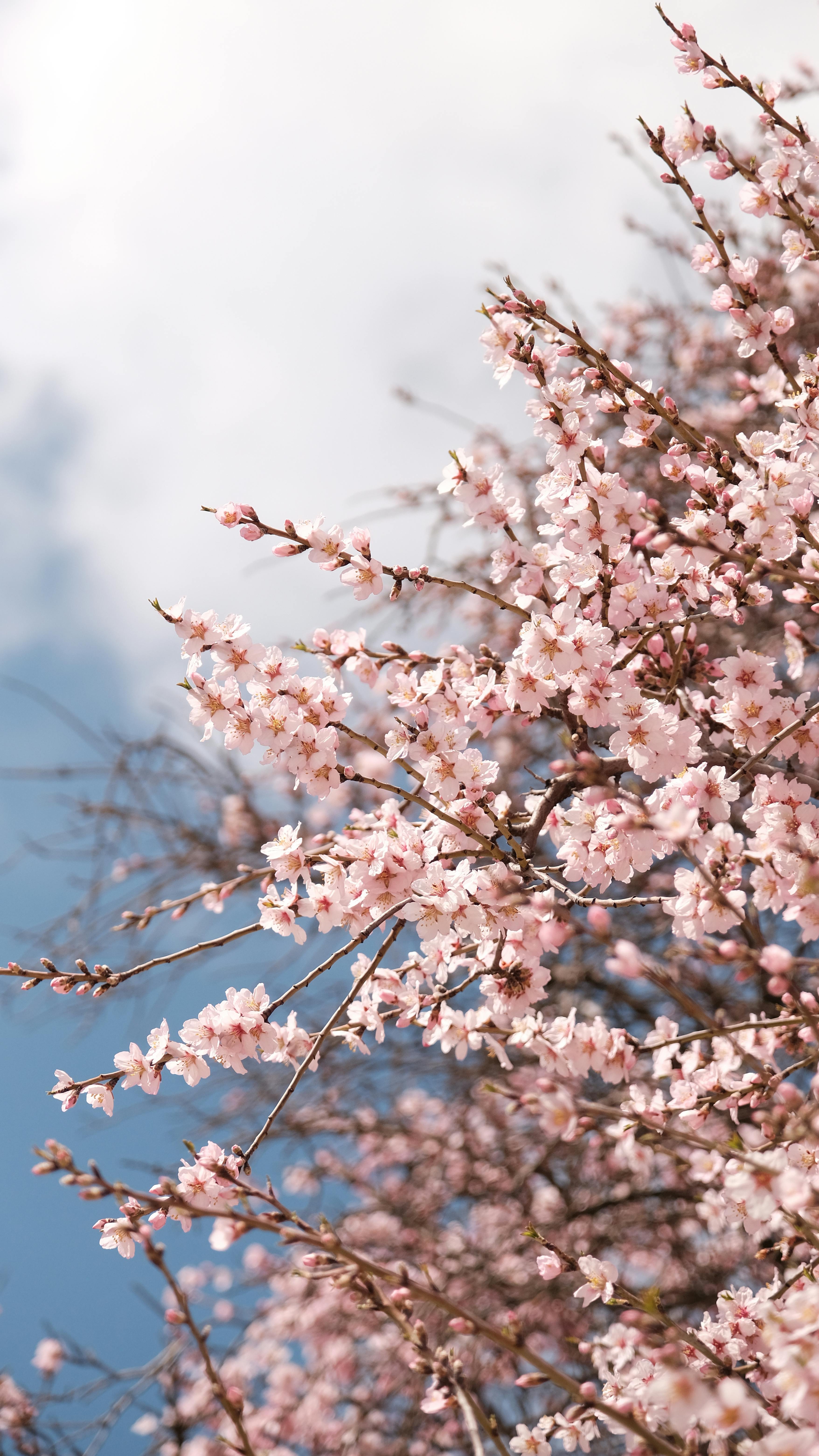 免费 湛蓝的天空下，樱花盛开，景色迷人，象征着春天的美好。 素材图片