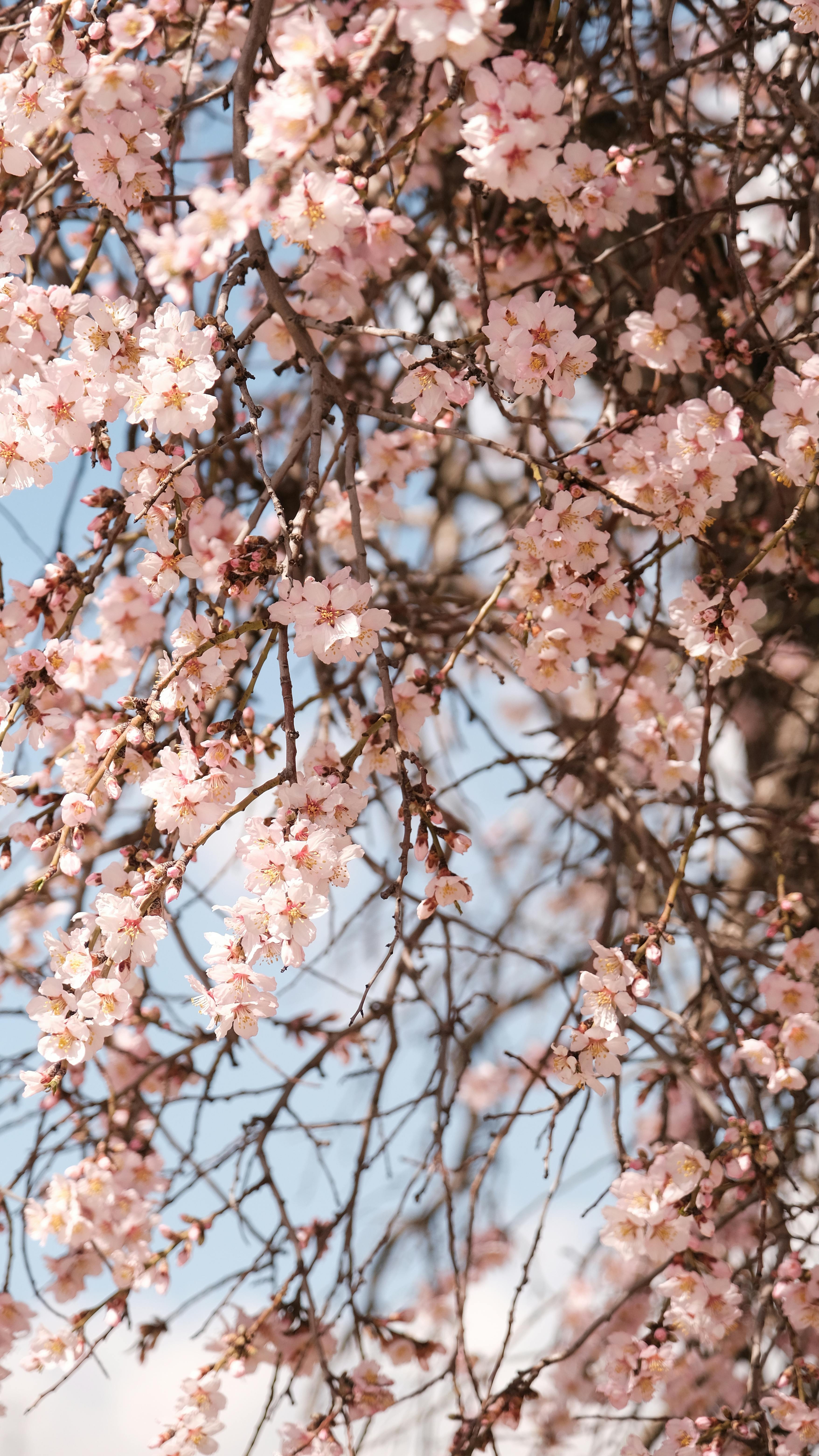 Zadarmo Jemné čerešňové kvety v plnom kvete za slnečného jarného dňa. Fotka z fotobanky
