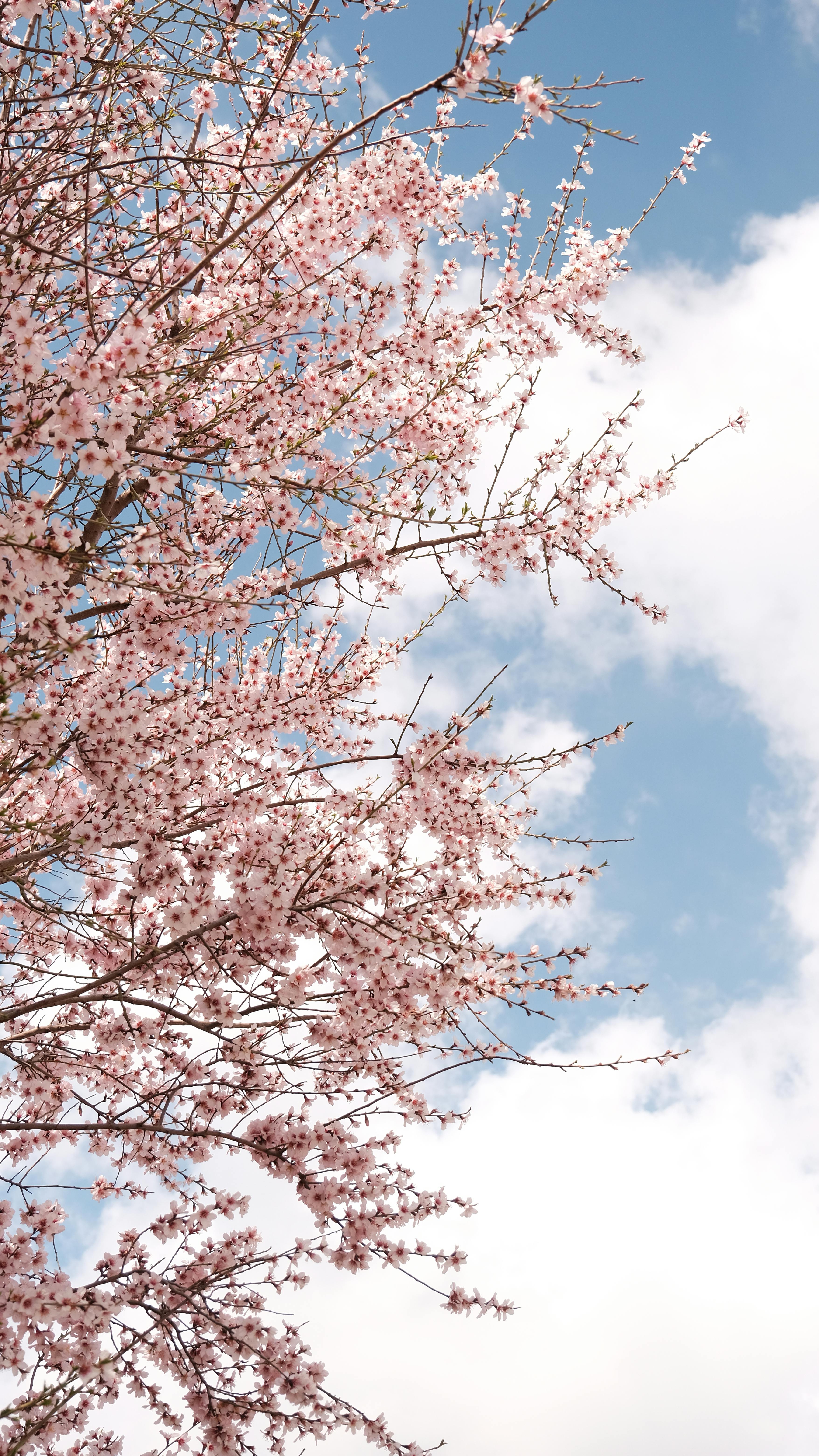무료 맑고 푸른 하늘 아래 만개한 벚꽃 가지들이 봄의 정수를 담아내고 있다. 스톡 사진