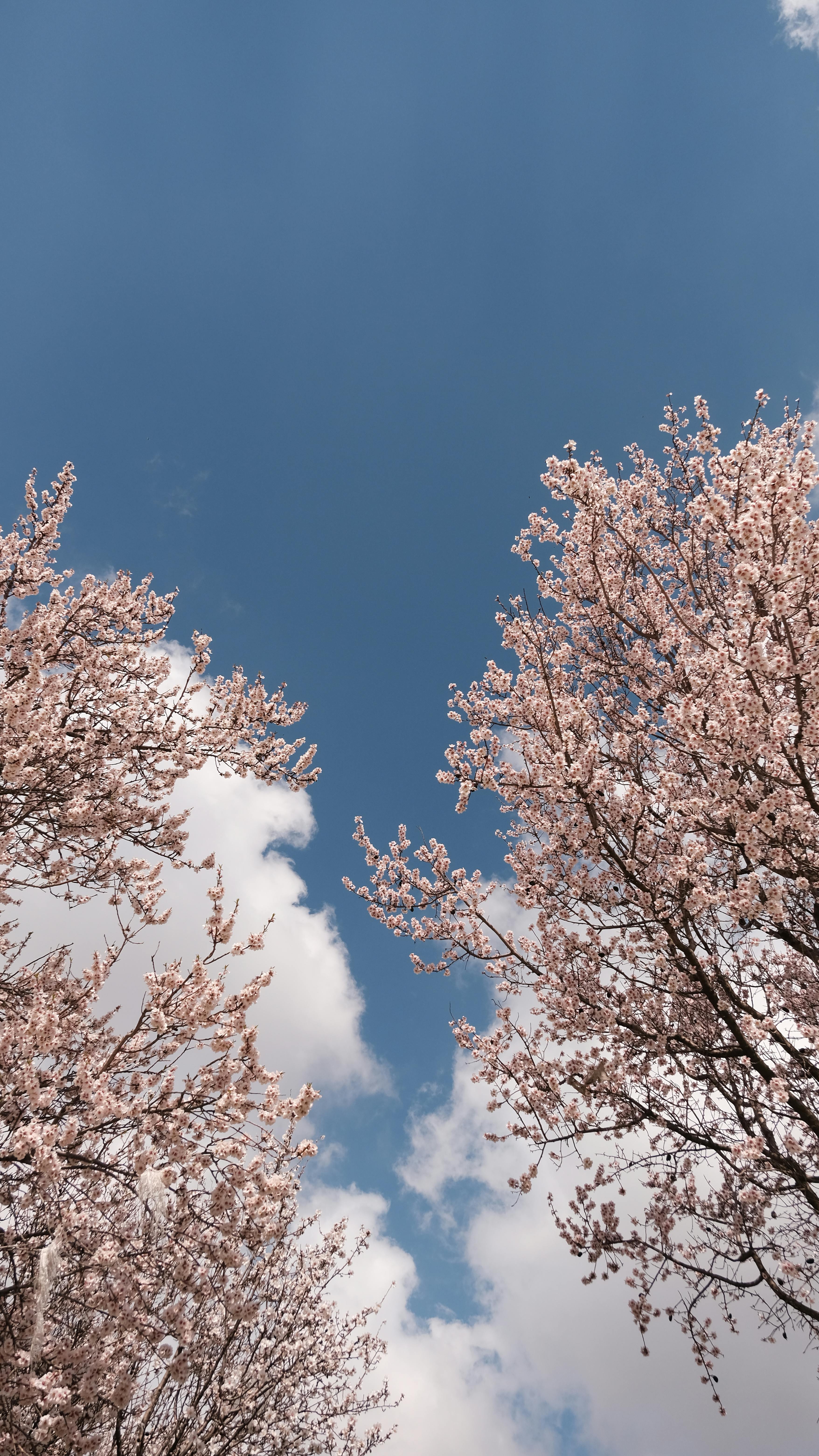 무료 경치, 경치가 좋은, 계절 꽃의 무료 스톡 사진