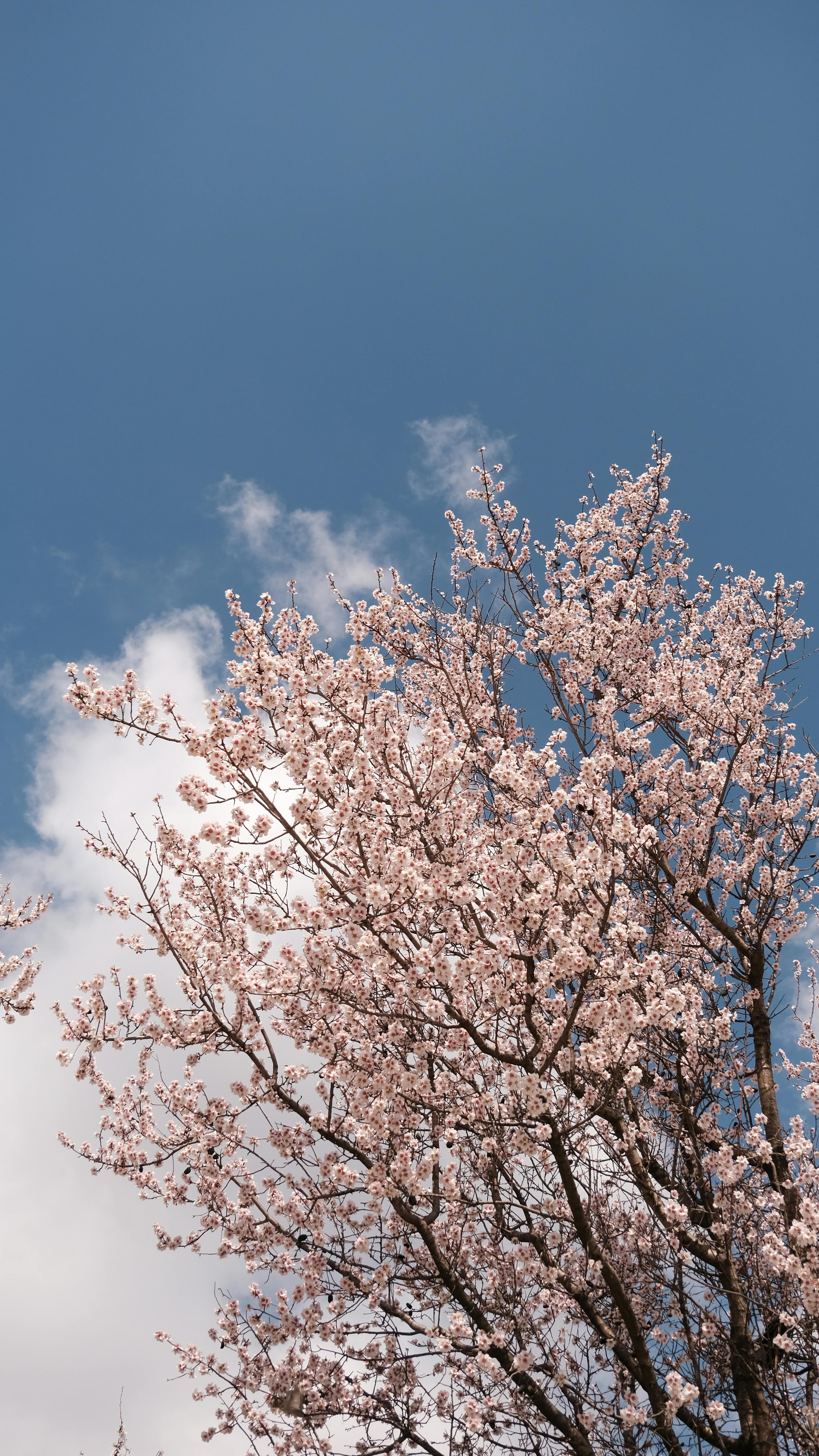 ฟรี ต้นซากุระที่สวยงามบานสะพรั่งตัดกับท้องฟ้าสีครามสดใส สะท้อนถึงแก่นแท้ของฤดูใบไม้ผลิ คลังภาพถ่าย