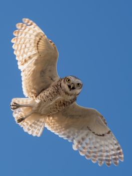 Stunning close-up of an owl soaring in Necochea's clear sky, showcasing natural beauty.