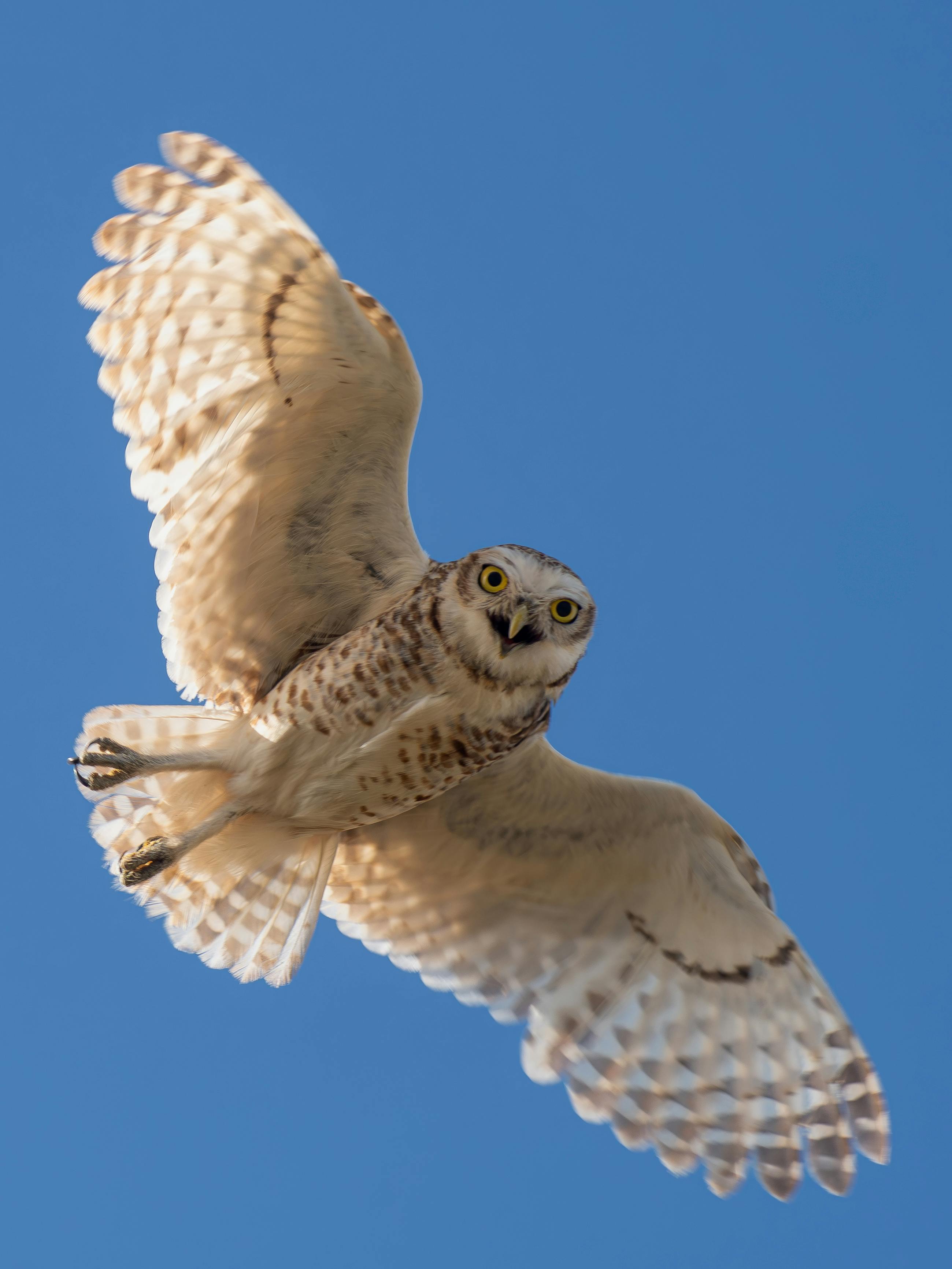 Miễn phí Hình ảnh cận cảnh tuyệt đẹp của một con cú đang sải cánh trên bầu trời trong xanh của Necochea, thể hiện vẻ đẹp tự nhiên. Ảnh lưu trữ