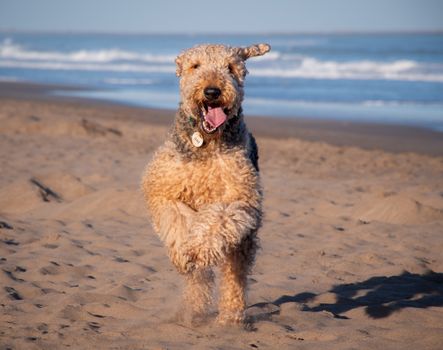 A lively Airedale Terrier joyfully runs on Necochea beach, Argentina, on a sunny day.