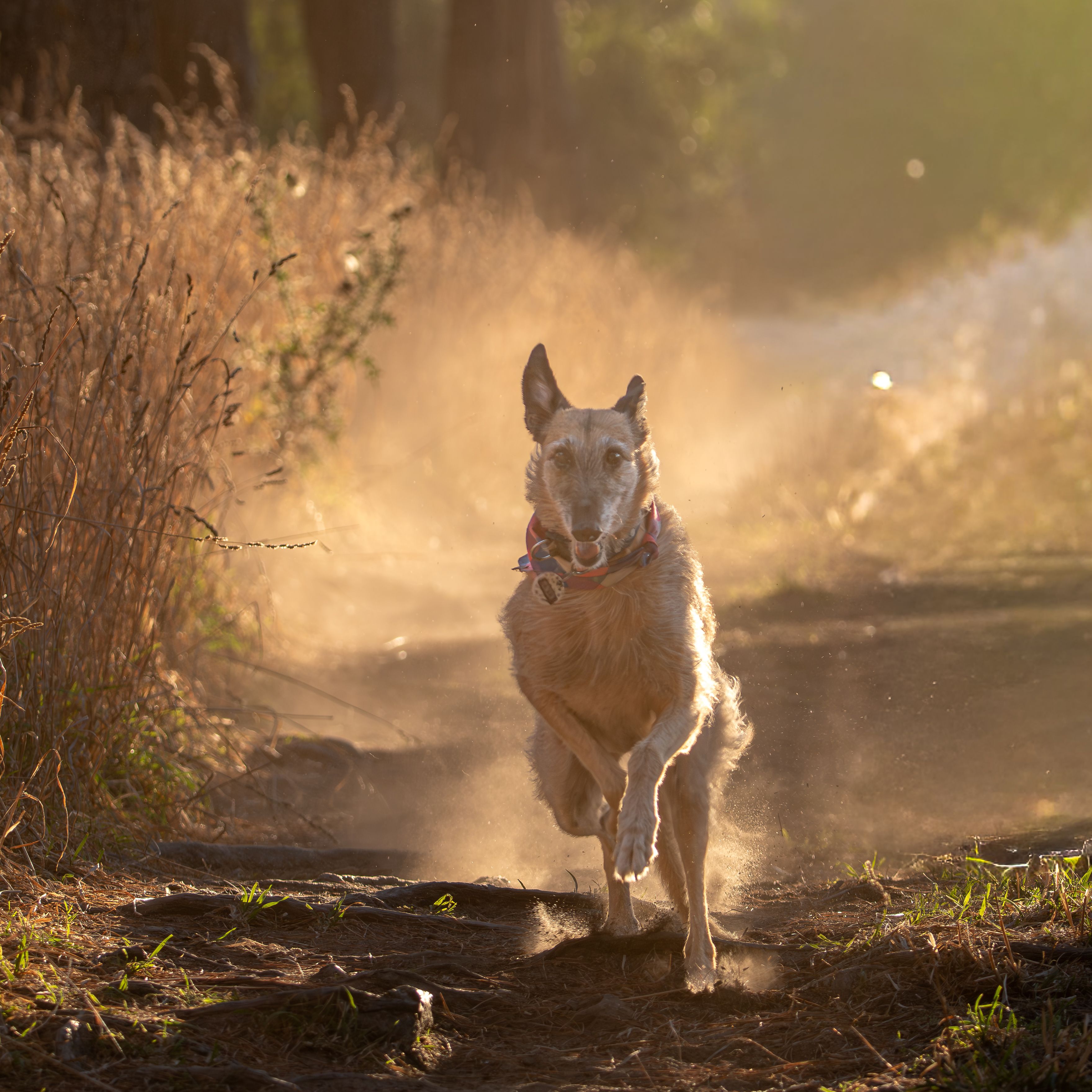 Happy dog running in sunlit outdoor garden