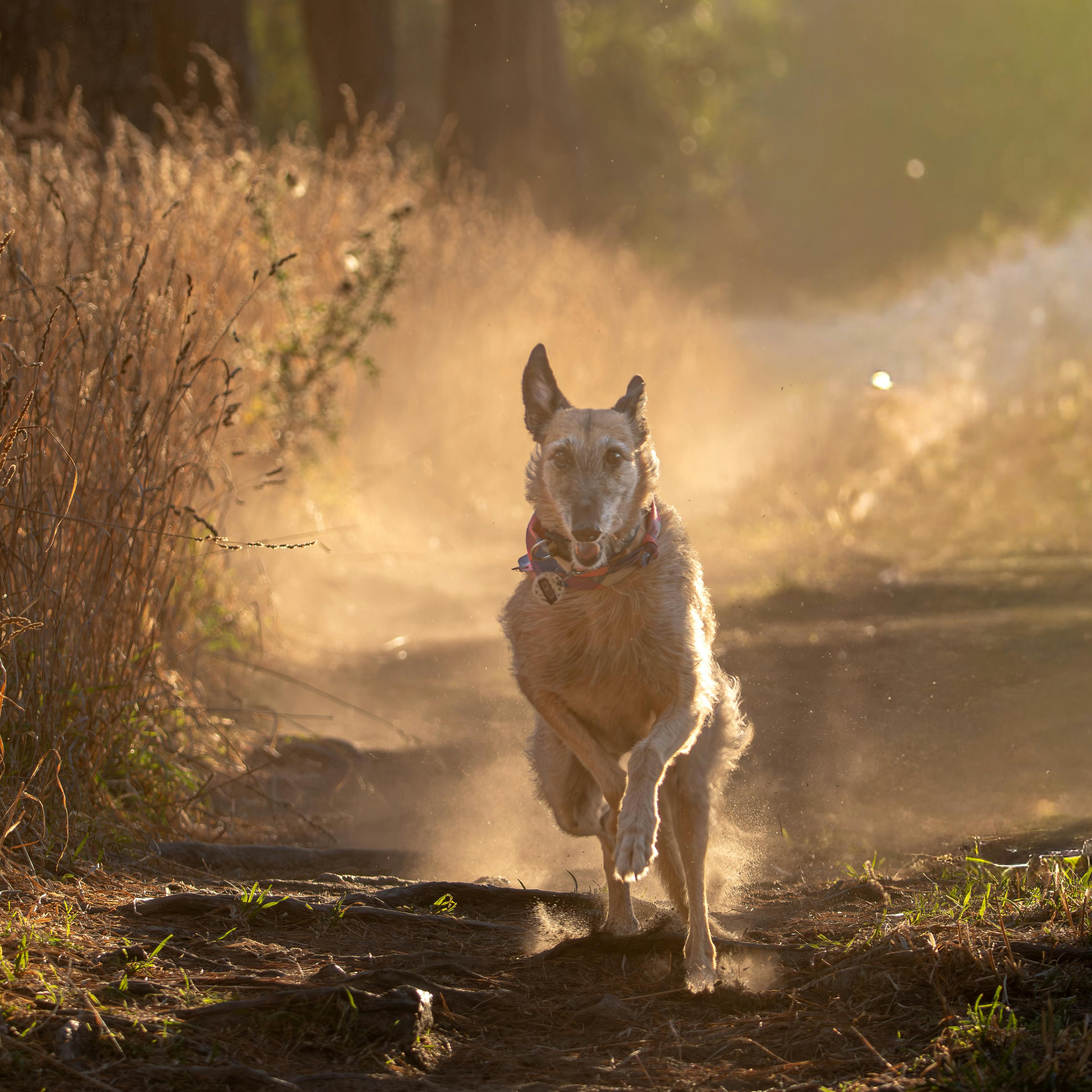 Miễn phí Một chú chó năng động chạy dọc theo con đường mòn bụi bặm trong khu rừng vào lúc hoàng hôn ở Necochea, Argentina. Ảnh lưu trữ