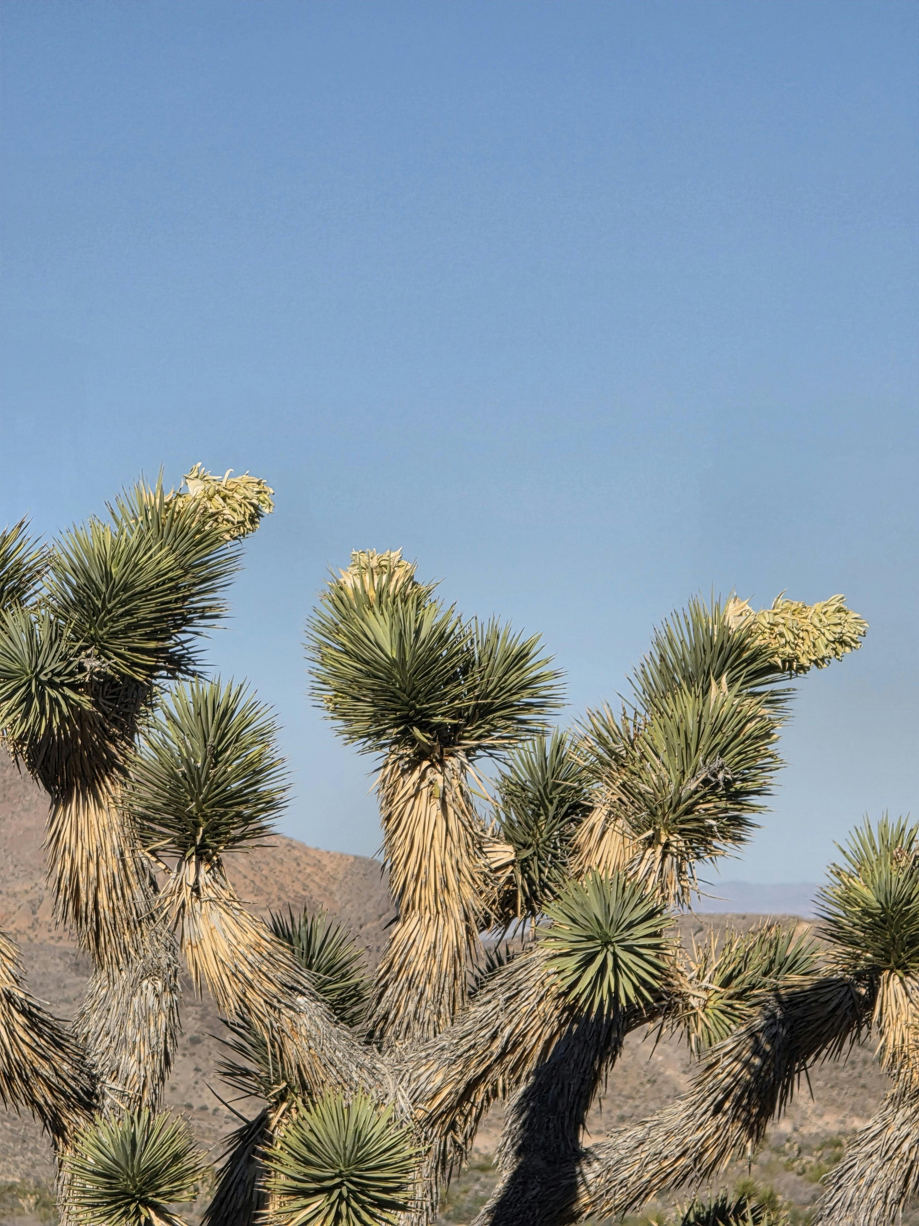ฟรี ภาพทิวทัศน์อันงดงามของต้นยูคคา เบรวิโฟเลีย (Yucca brevifolia) ในทะเลทรายภายใต้ท้องฟ้าสีครามสดใส คลังภาพถ่าย