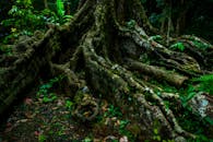 Majestic Treetop Roots in Lush Green Forest