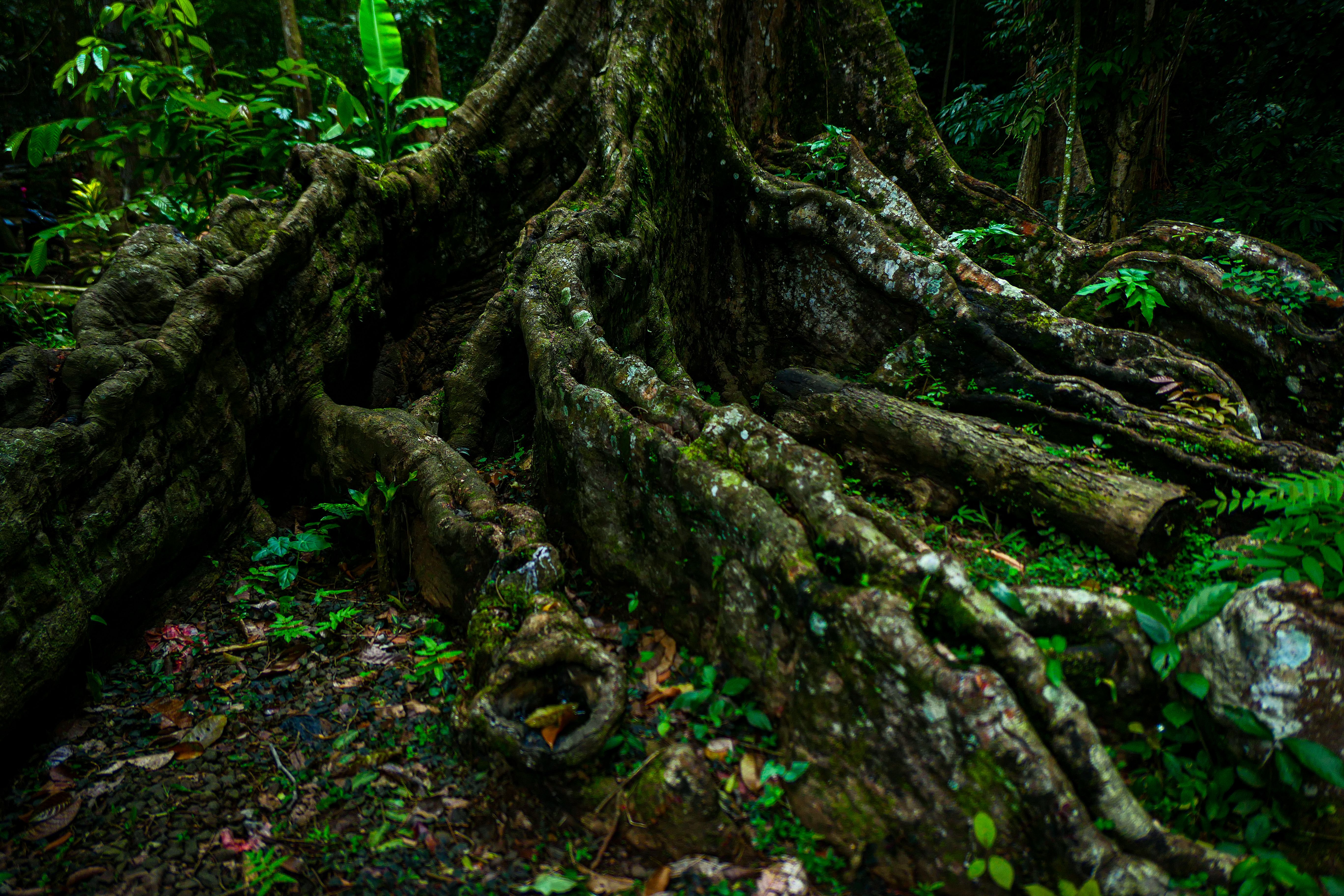 Majestic Treetop Roots in Lush Green Forest · Free Stock Photo