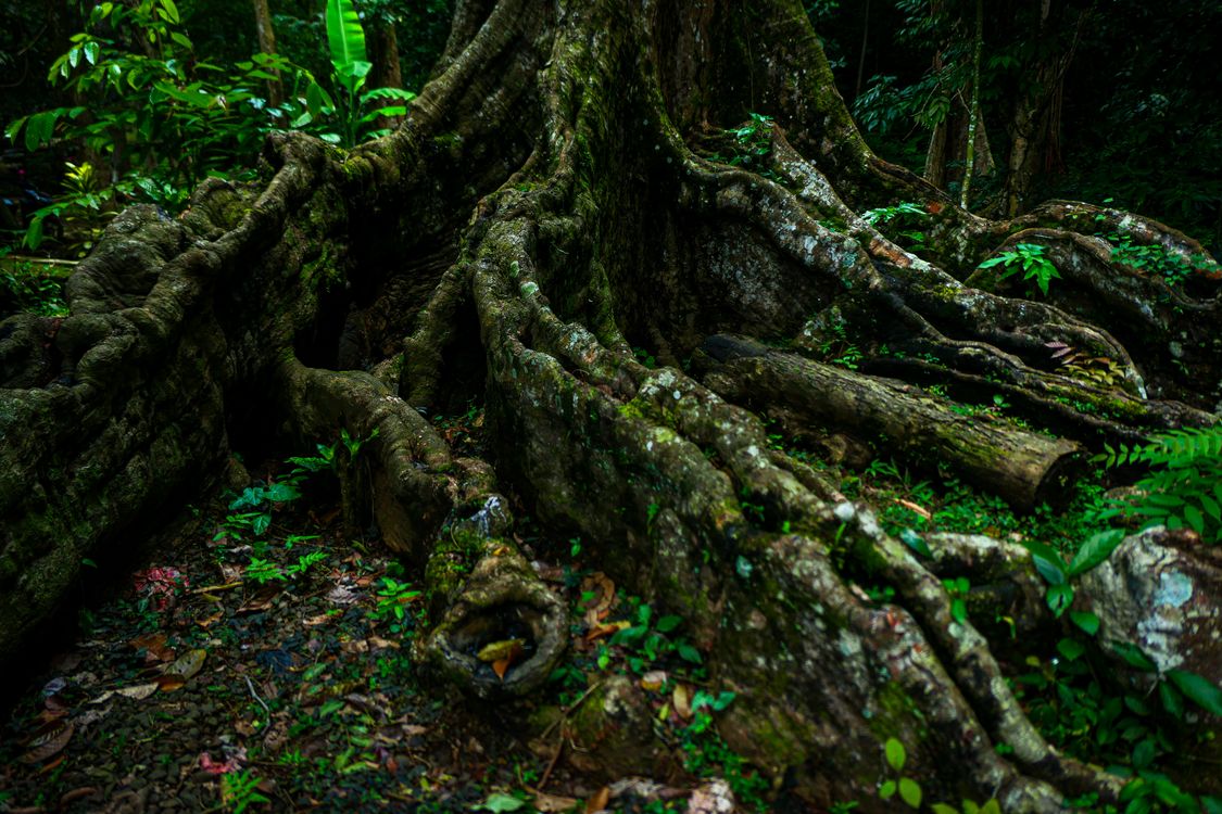 Tree Root Cook Forest Majestic Treetop Roots in Lush Green Forest · Free Stock Photo
