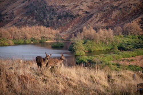 Fotos de stock gratuitas de animales, ciervo rojo, Escocia