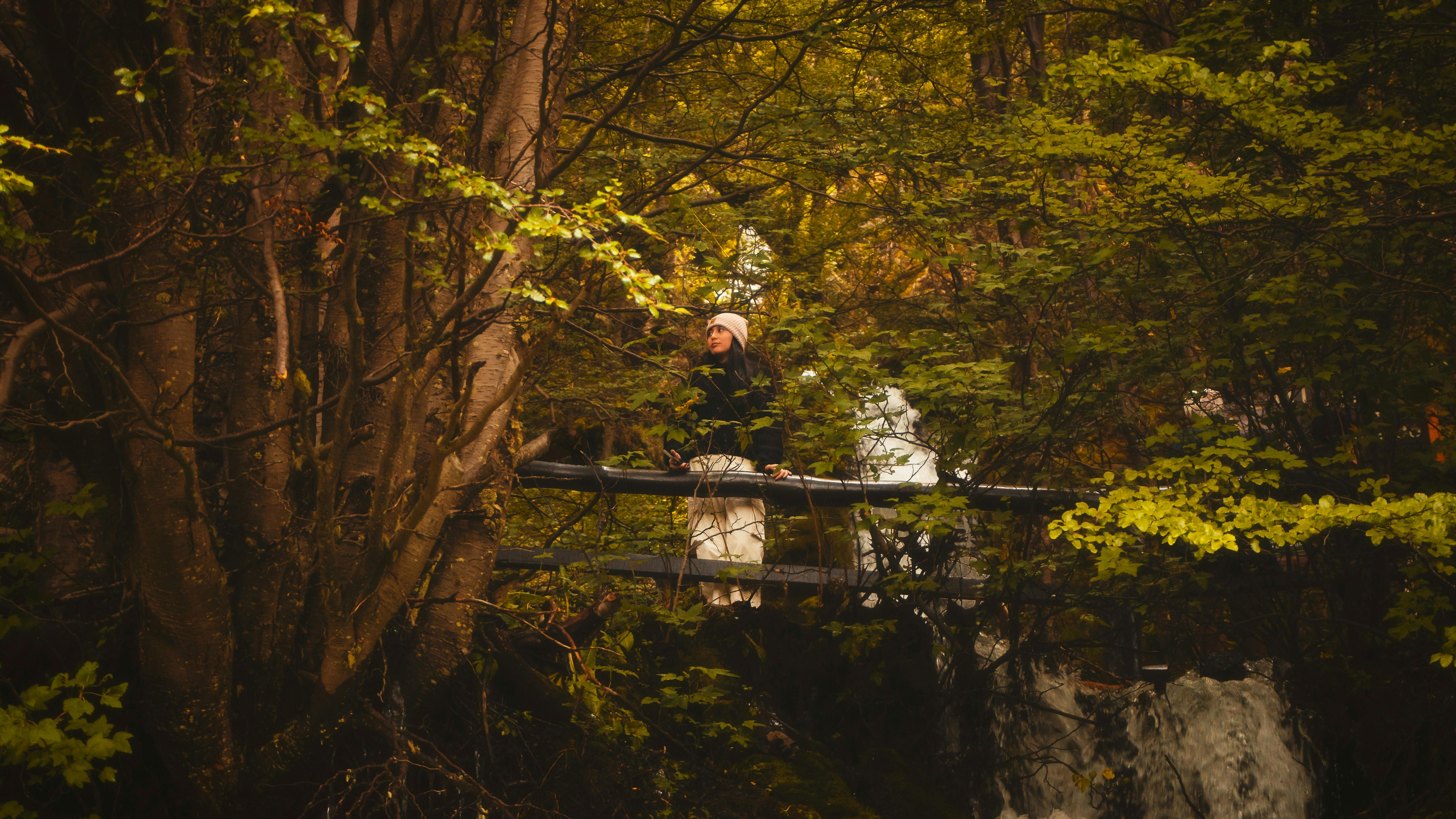 Zadarmo Fotobanka s bezplatnými fotkami na tému Argentína, buch betuloides, cestička Fotka z fotobanky