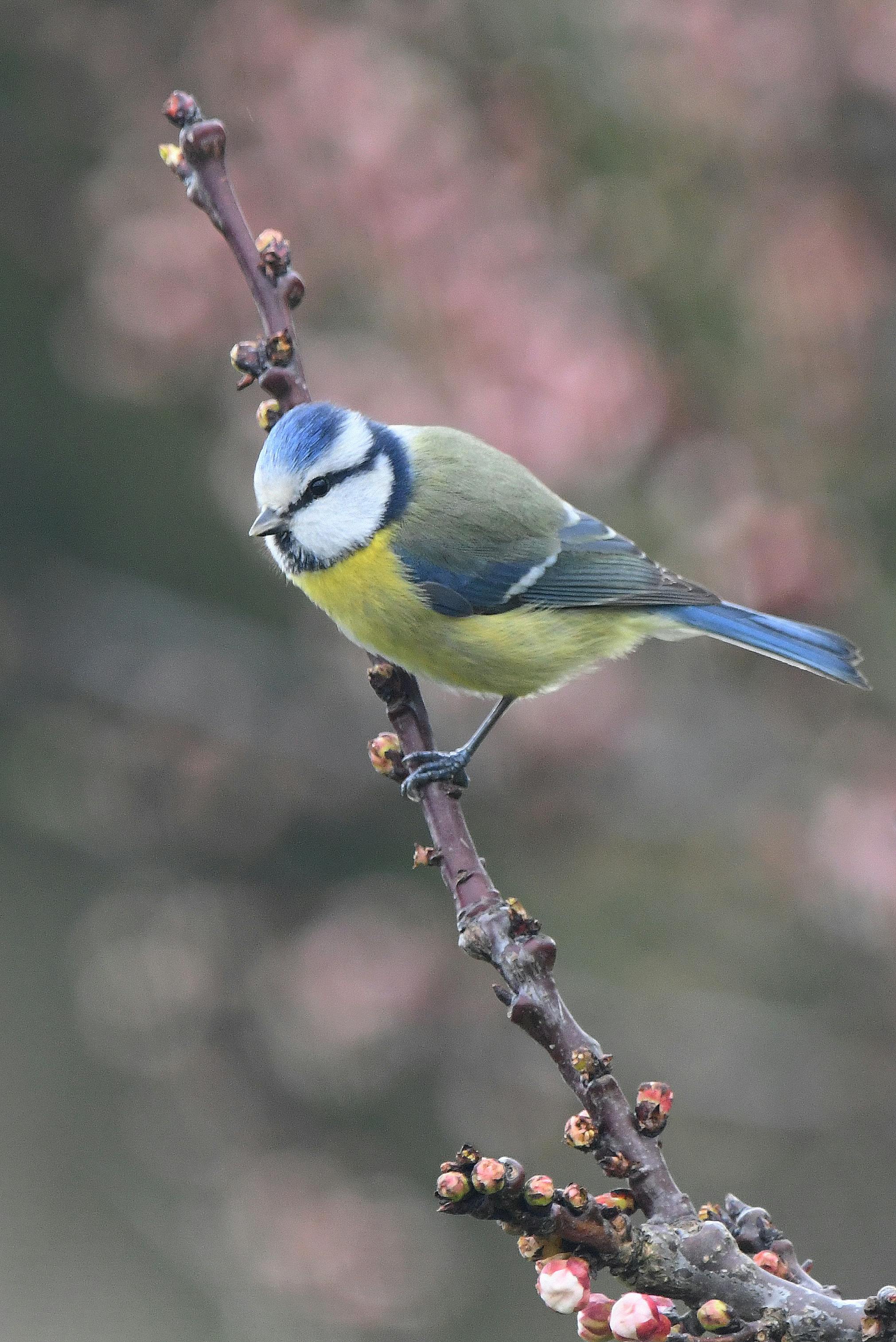 免費 一隻藍山雀（Cyanistes caeruleus）棲息在盛開的樹枝上，背景是柔和的粉紅色虛化效果。 圖庫相片