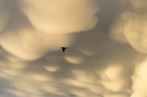 Free A silhouette of a bird flying against a backdrop of striking mammatus clouds at sunset. Stock Photo