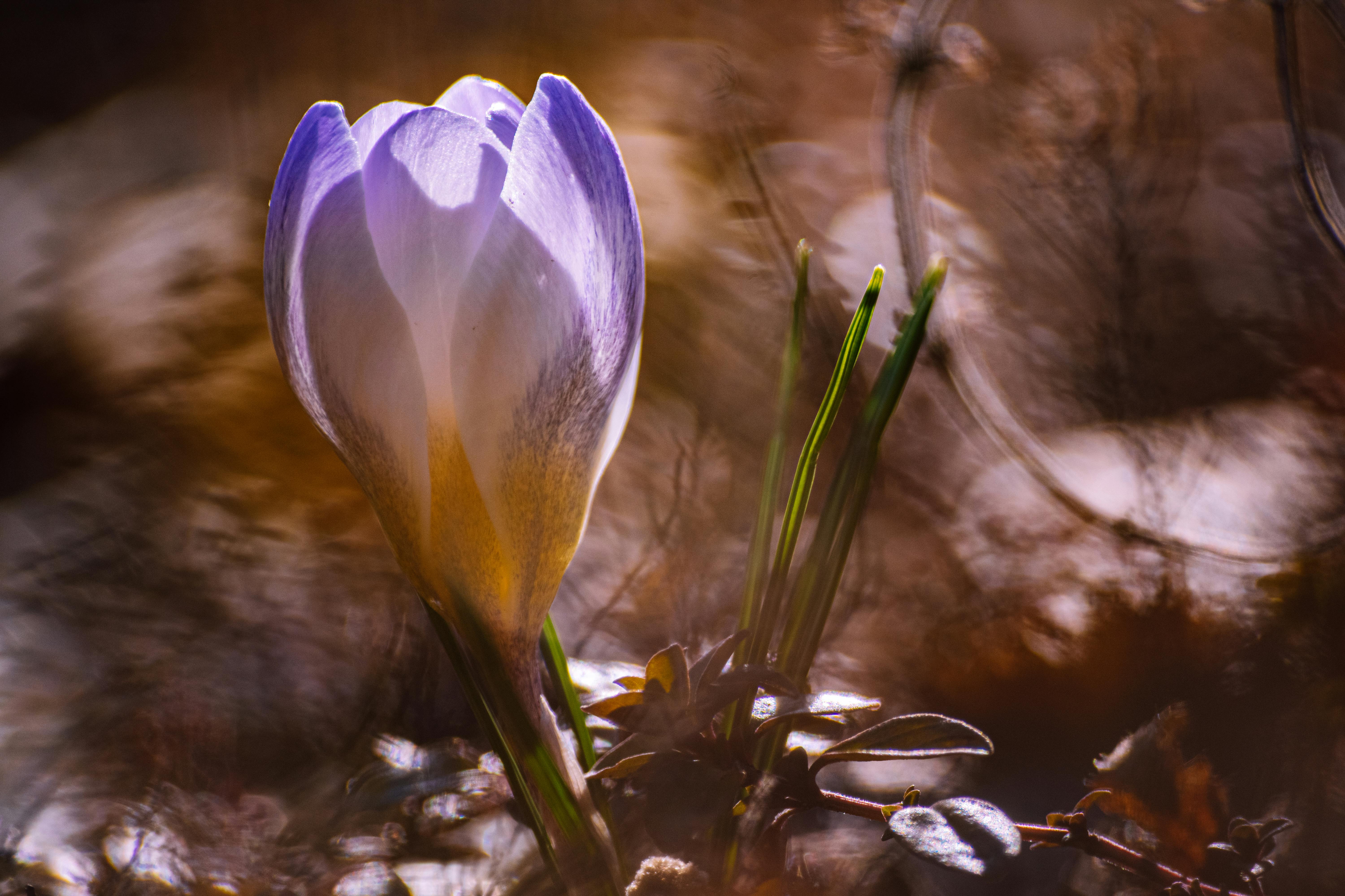 Безкоштовне Одинока квітка крокуса, що квітне ранньою весною, сфотографована у м'якому природному світлі. стокове фото