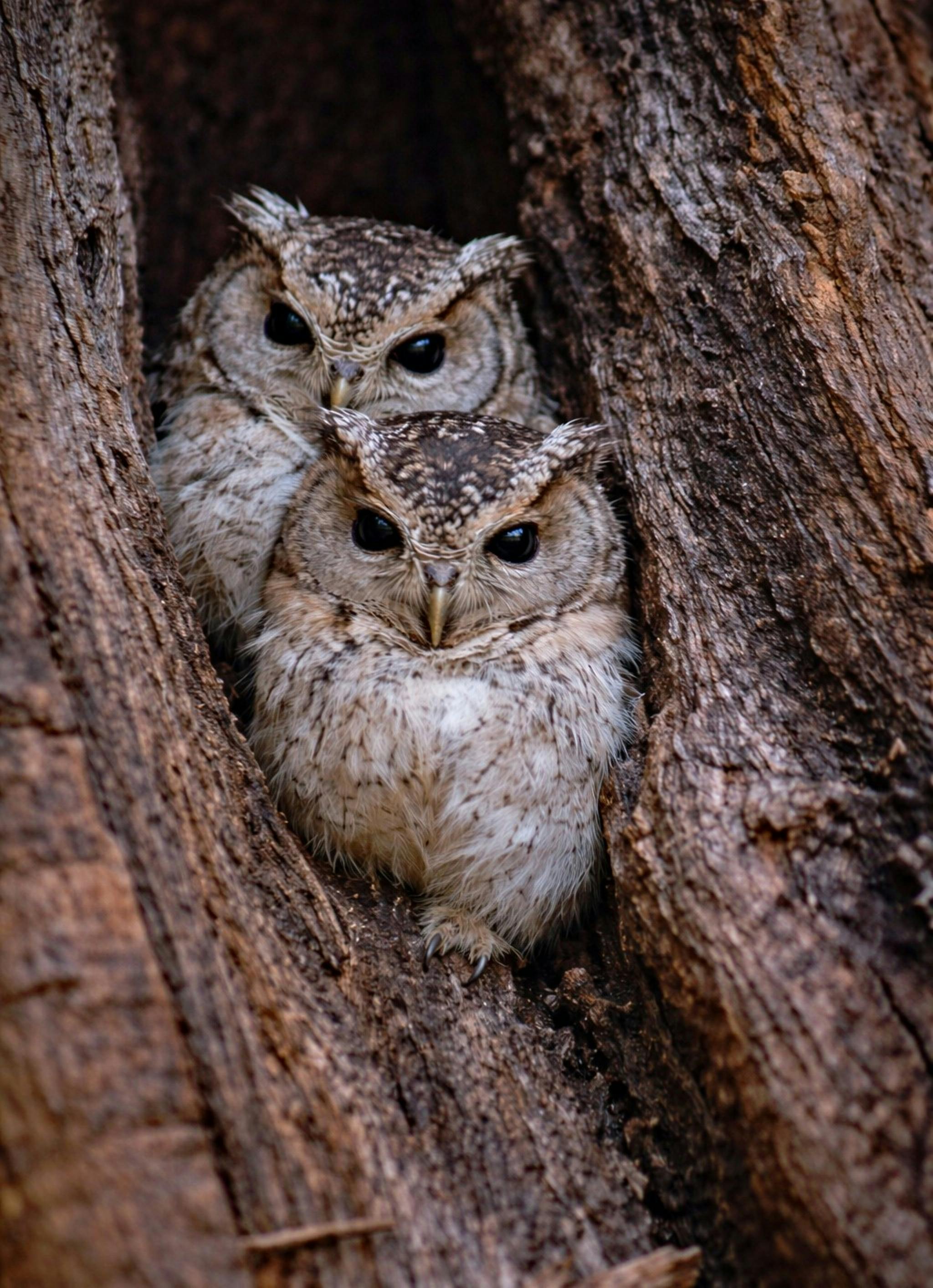 免費 在印度中央邦，兩隻印度角鴞（Otus bakkamoena）棲息在樹皮上。 圖庫相片