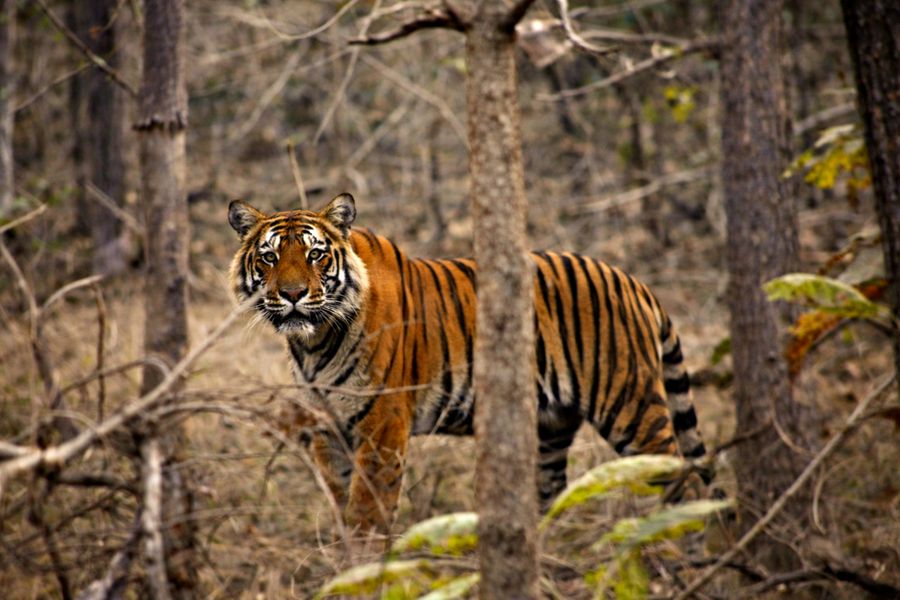 Bandhavgarh National Park photo 2