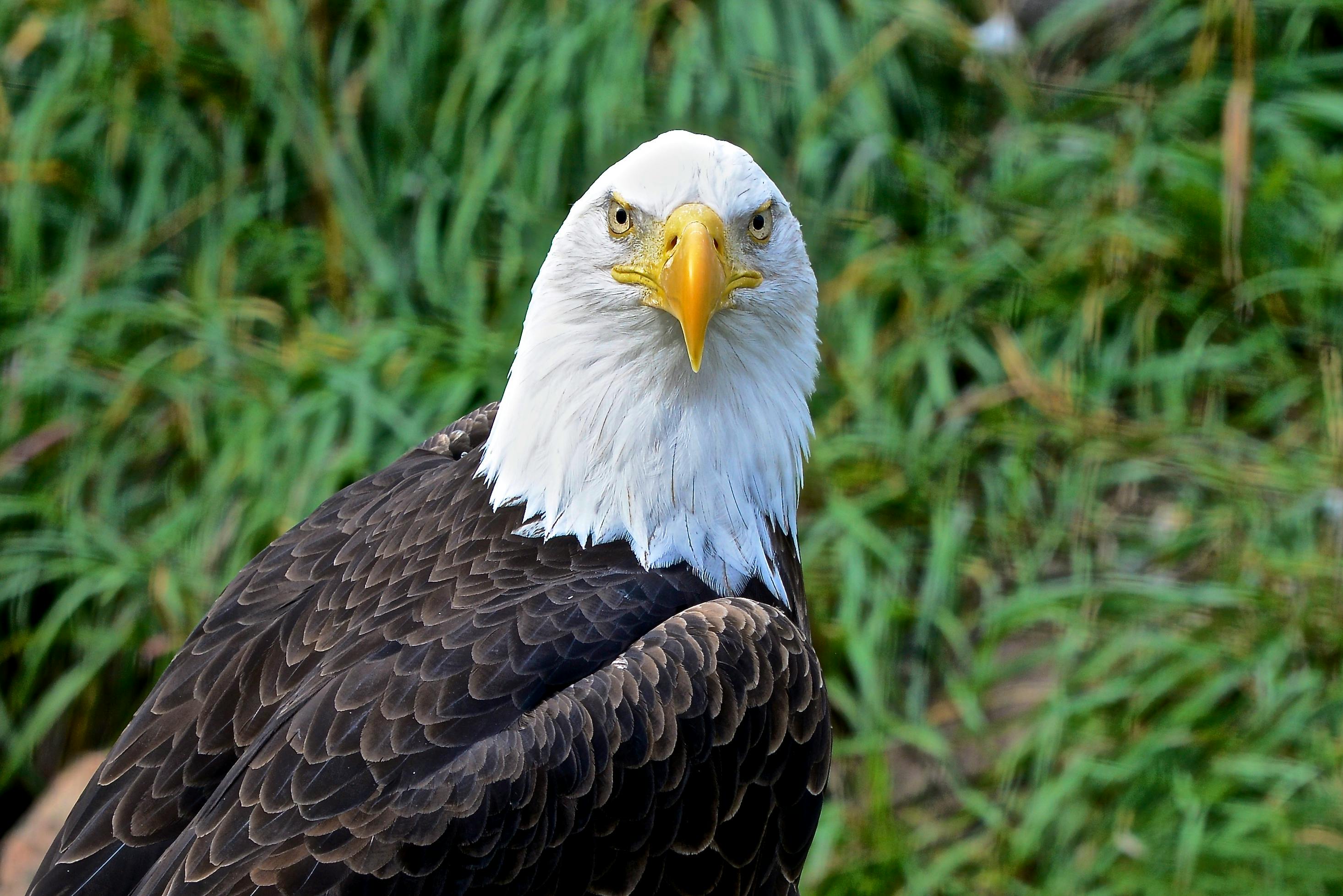 ฟรี ภาพระยะใกล้ของนกอินทรีหัวขาวจ้องมองอย่างเฉียบคมในสภาพแวดล้อมทางธรรมชาติของมัน คลังภาพถ่าย