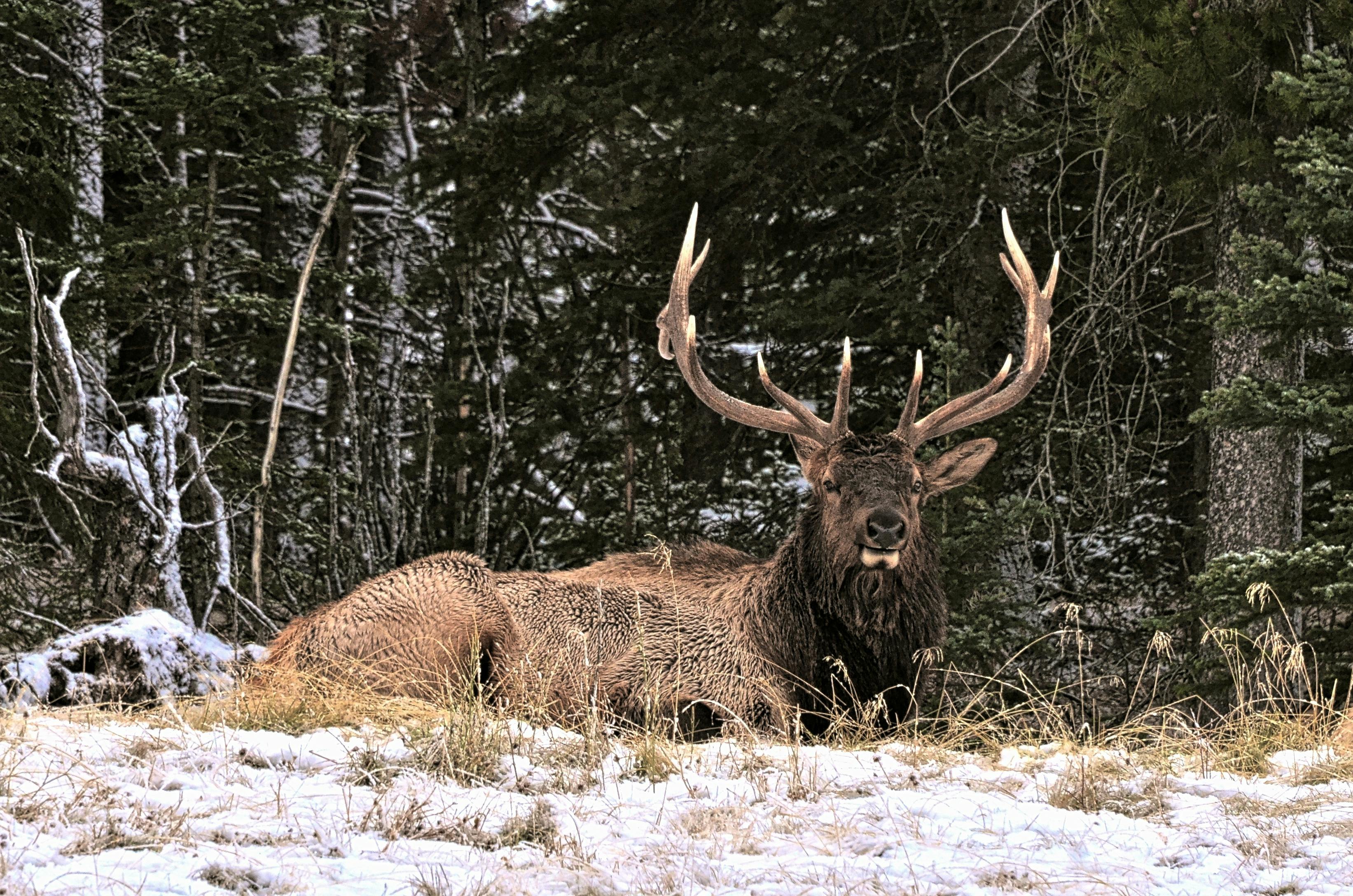All-Canada Show promotes hunting, fishing and outdoor adventure — Photo by Jack Borno on Pexels