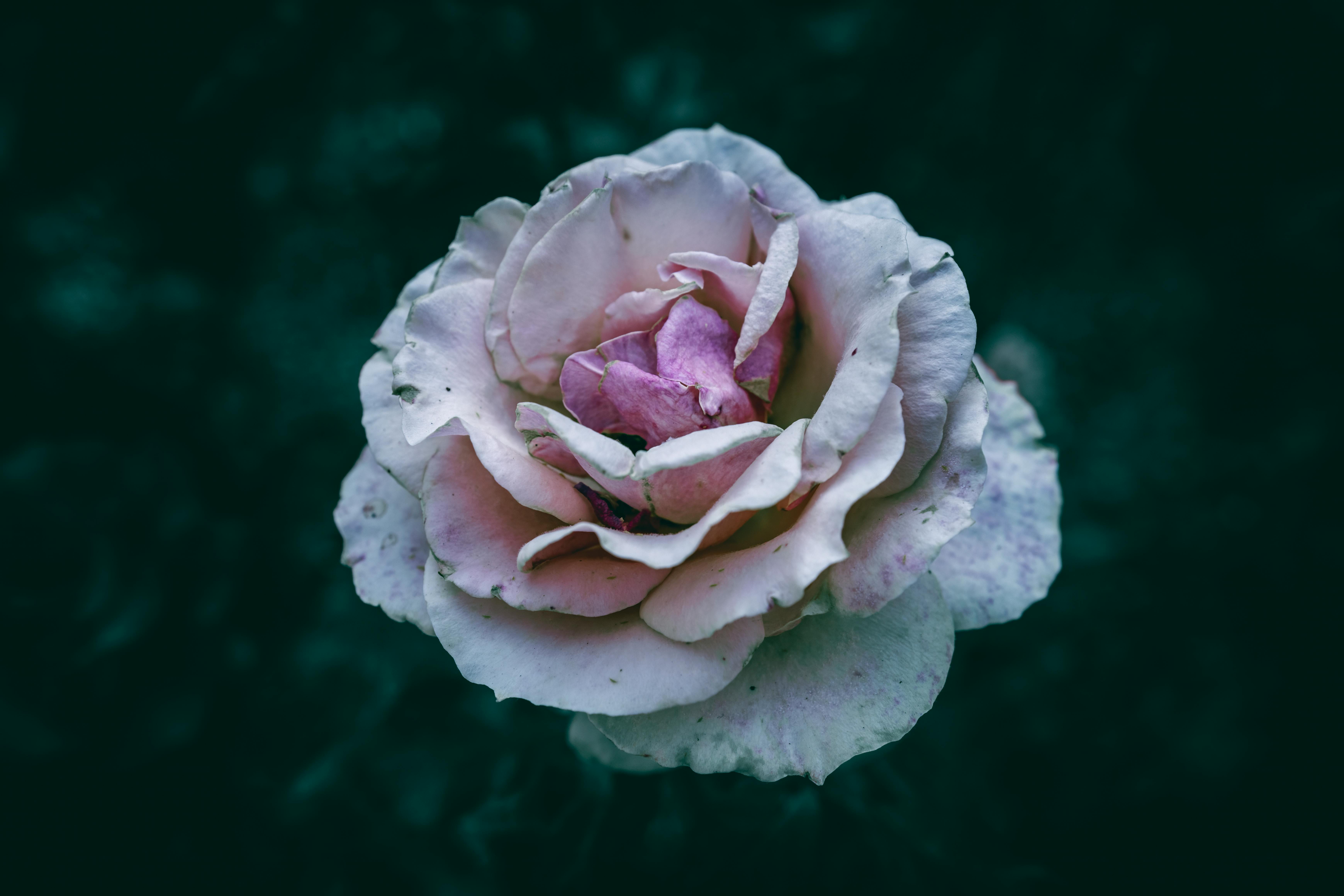 Безкоштовне Крупний план рожевої троянди в повному розквіті на темному, похмурому фоні. стокове фото