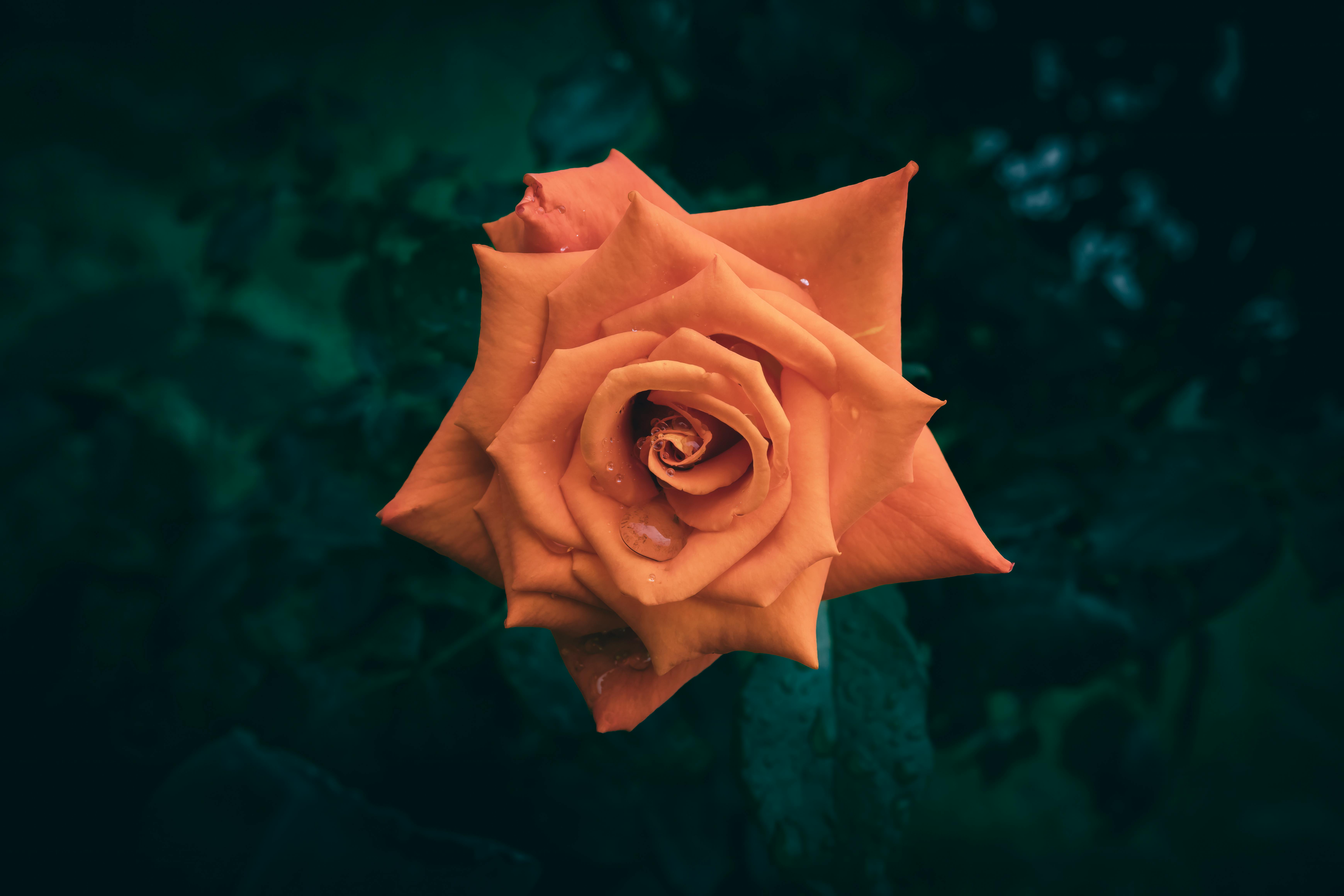 Безкоштовне стокове фото на тему «@outdoor, canon eos 90d, апельсин» стокове фото