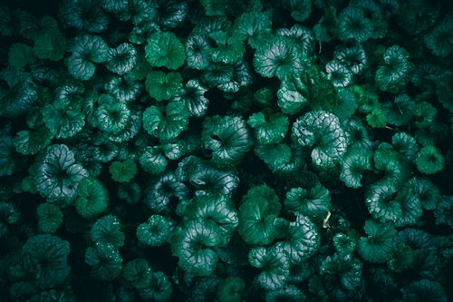 Free Lush ground ivy leaves creating a natural green texture, perfect for backgrounds and nature-themed projects. Stock Photo
