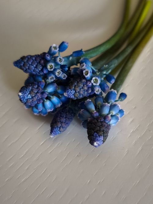 Free A cluster of vibrant blue Muscari flowers on a light background, showcasing detailed petal texture. Stock Photo