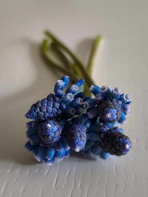 Free A detailed close-up of vibrant blue Muscari flowers on a white surface, exuding a serene and calming vibe. Stock Photo