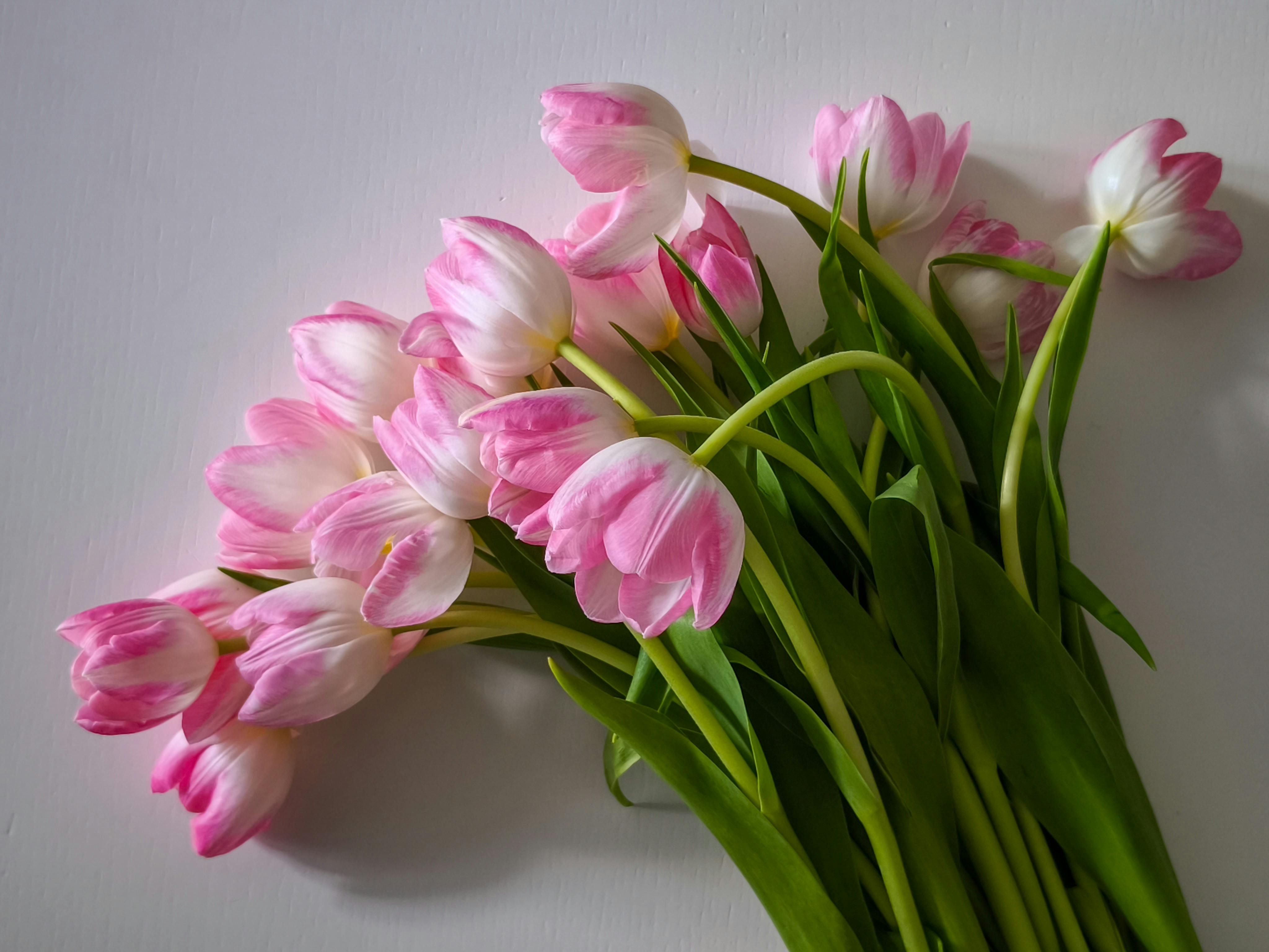 Zadarmo Očarujúca kytica ružových a bielych tulipánov, ideálna na inšpiráciu jarnej výzdoby. Fotka z fotobanky