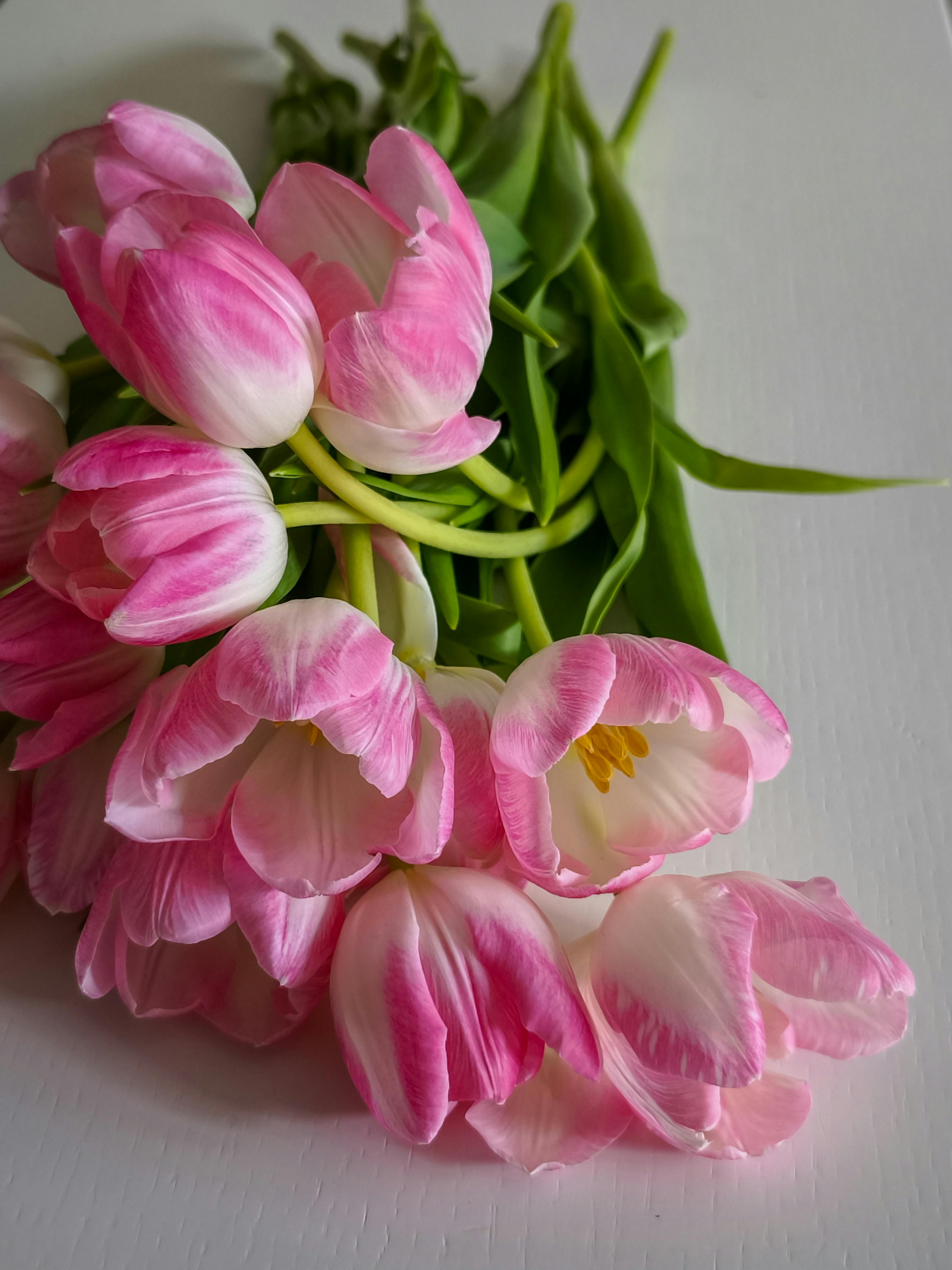 免费 特写镜头：盛开的粉色和白色郁金香，盛开在平坦的白色表面上。 素材图片