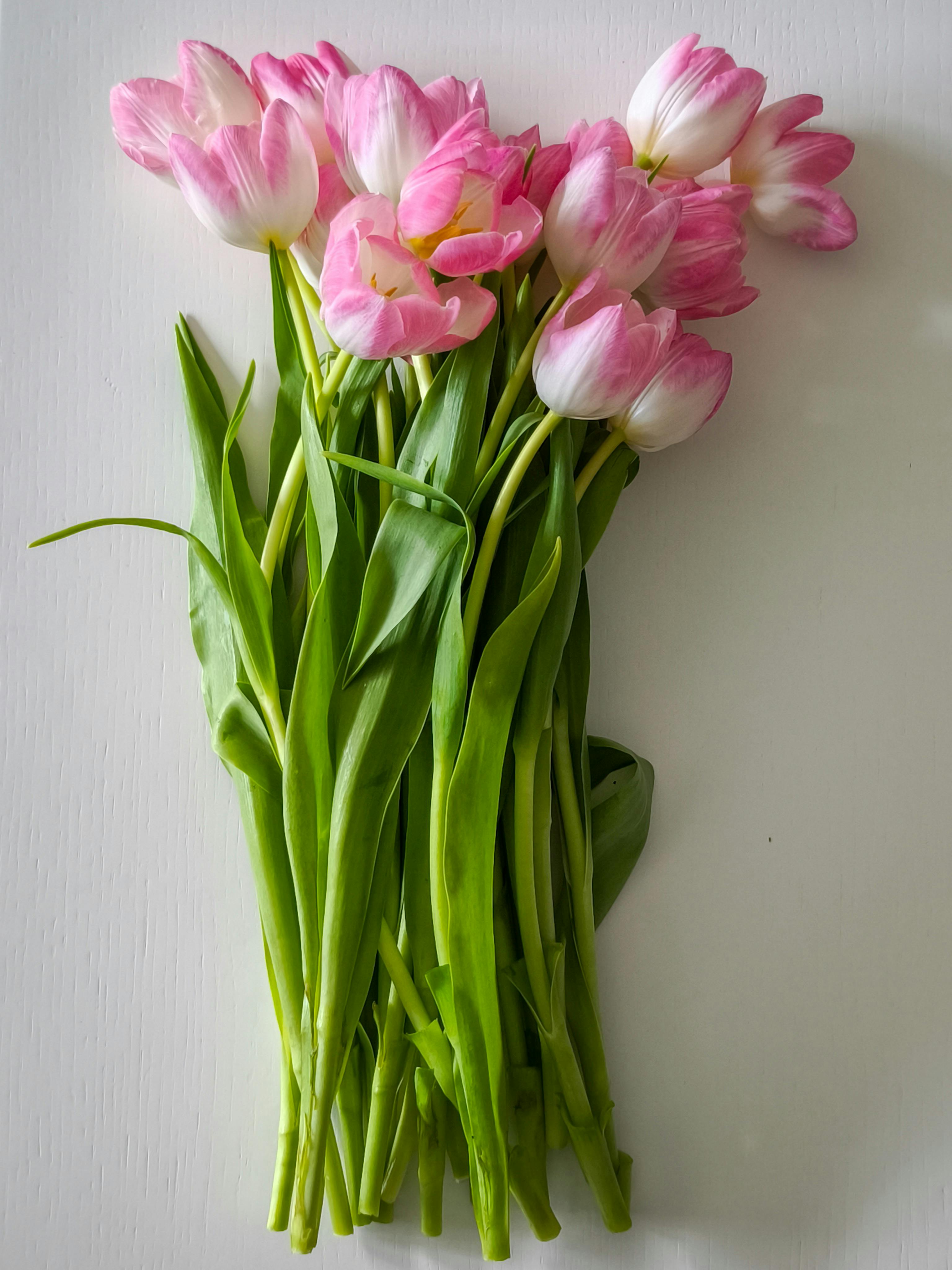 免费 一束色彩鲜艳的粉色和白色郁金香，配以茂盛的绿叶，非常适合春季装饰。 素材图片