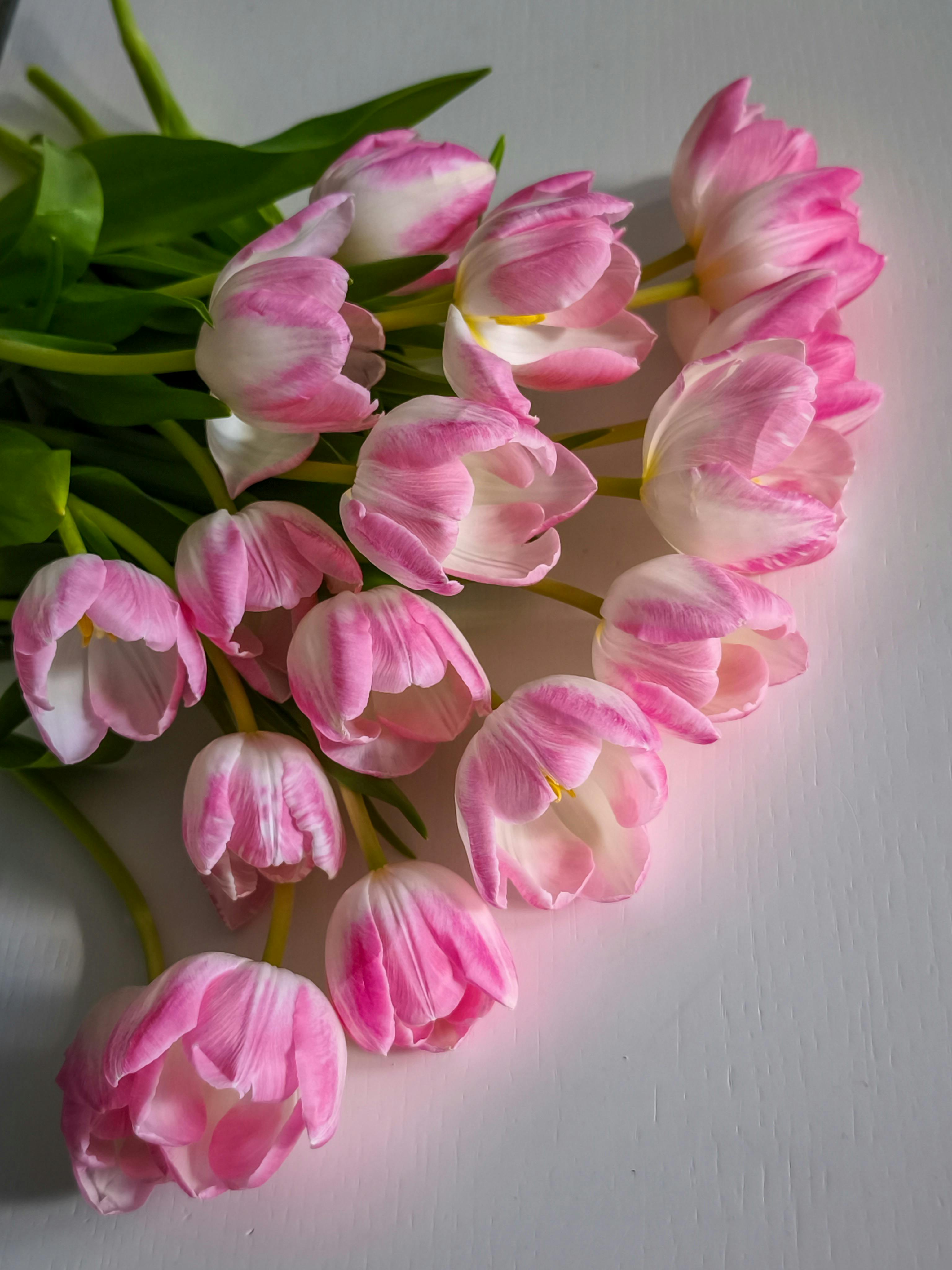 免費 一束美麗的粉紅色和白色鬱金香擺放在白色表面上，非常適合花卉裝飾主題。 圖庫相片