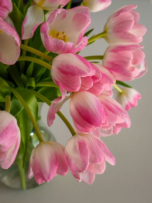 Free Close-up of pink tulips in a glass vase conveying elegance and freshness indoors. Stock Photo
