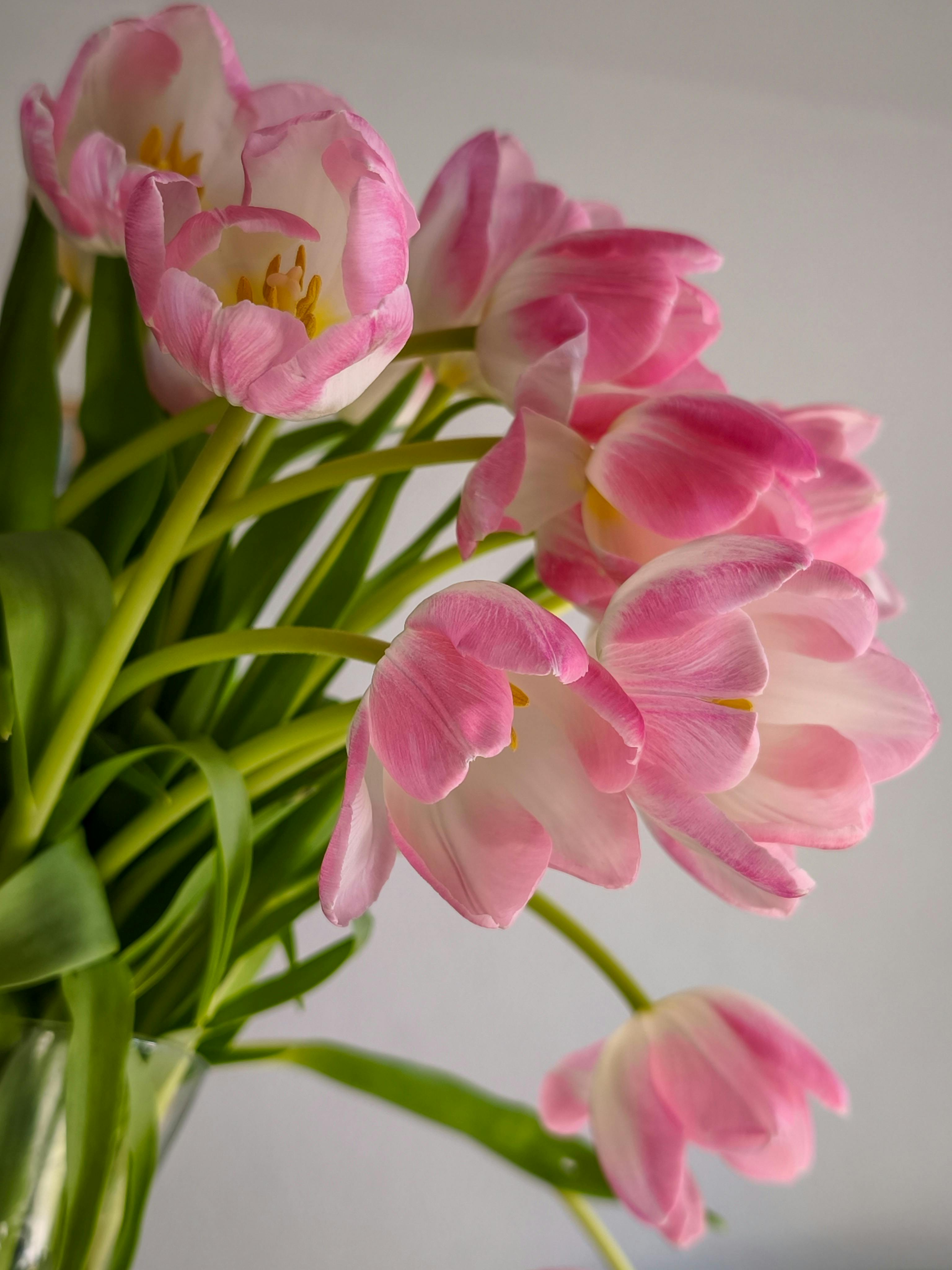 [ColoSach]-a-beautiful-arrangement-of-pink-tulips-with-lush-green-leaves-against-a-soft,-neutral-background.
