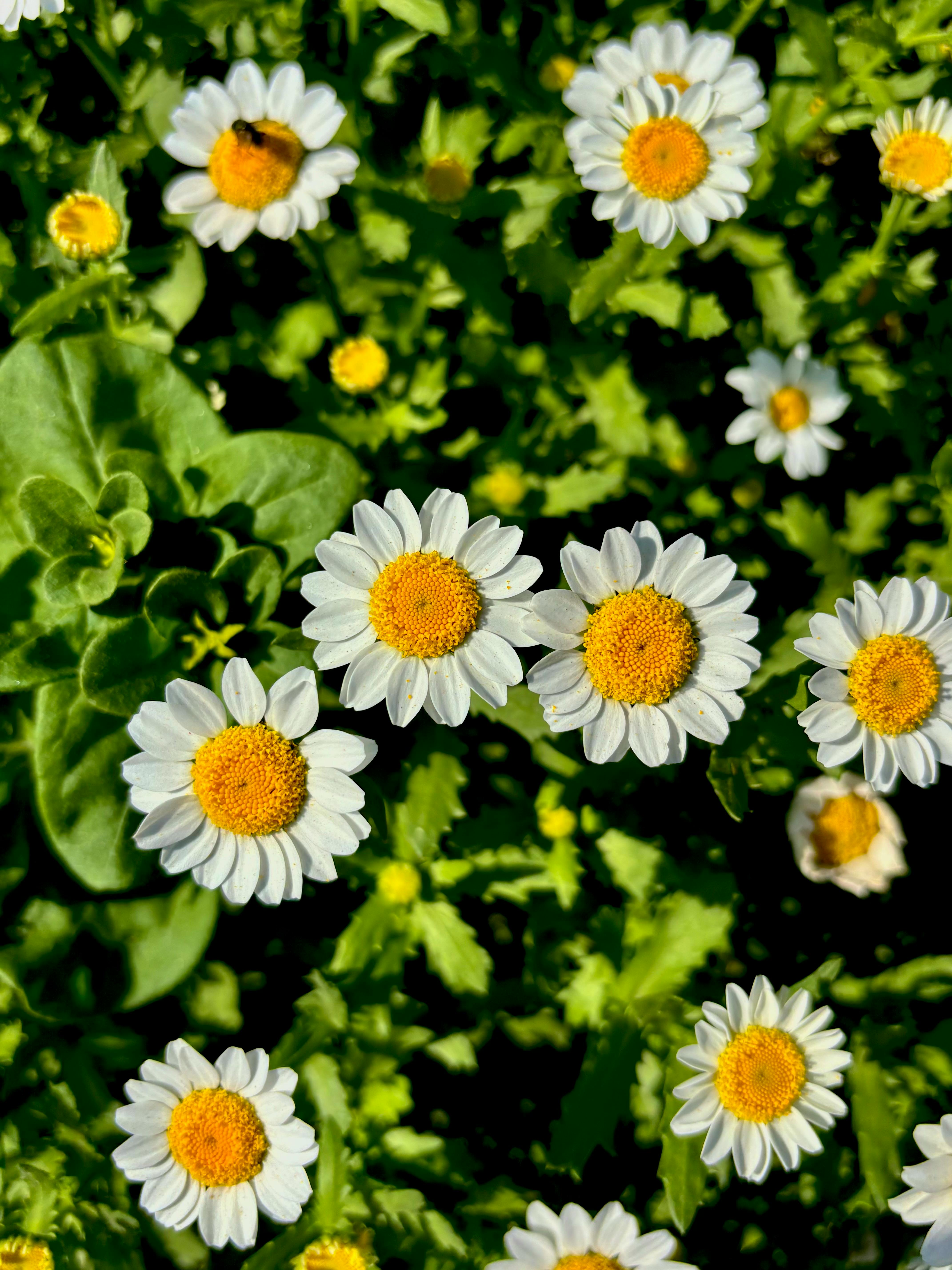 ฟรี ภาพระยะใกล้ที่สดใสของดอกเดซี่ที่กำลังบานสะพรั่งท่ามกลางใบไม้สีเขียวชอุ่ม แสดงให้เห็นถึงบรรยากาศฤดูใบไม้ผลิที่สดใส คลังภาพถ่าย