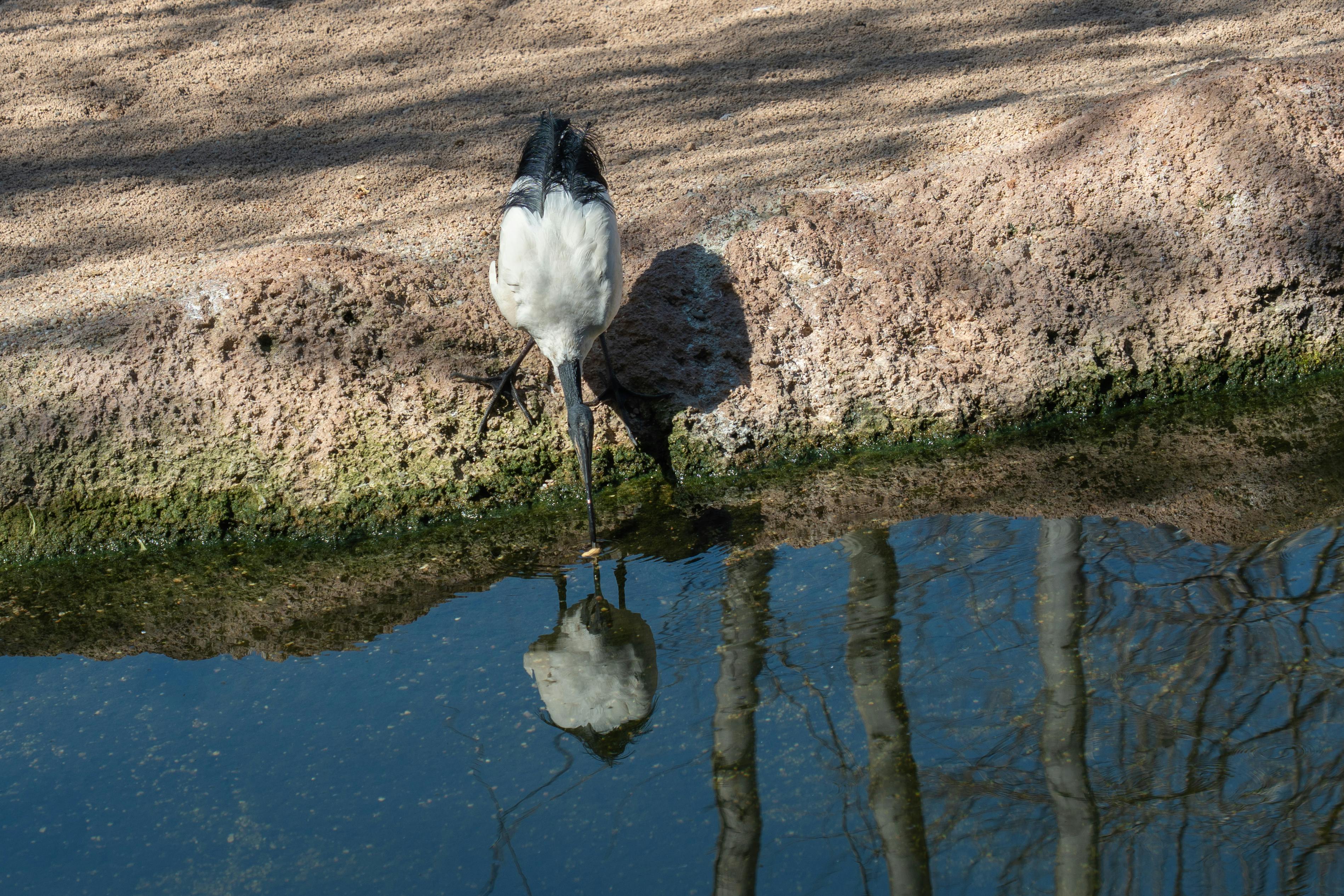 免费 動物, 反射, 和平的 的 免费素材图片 素材图片