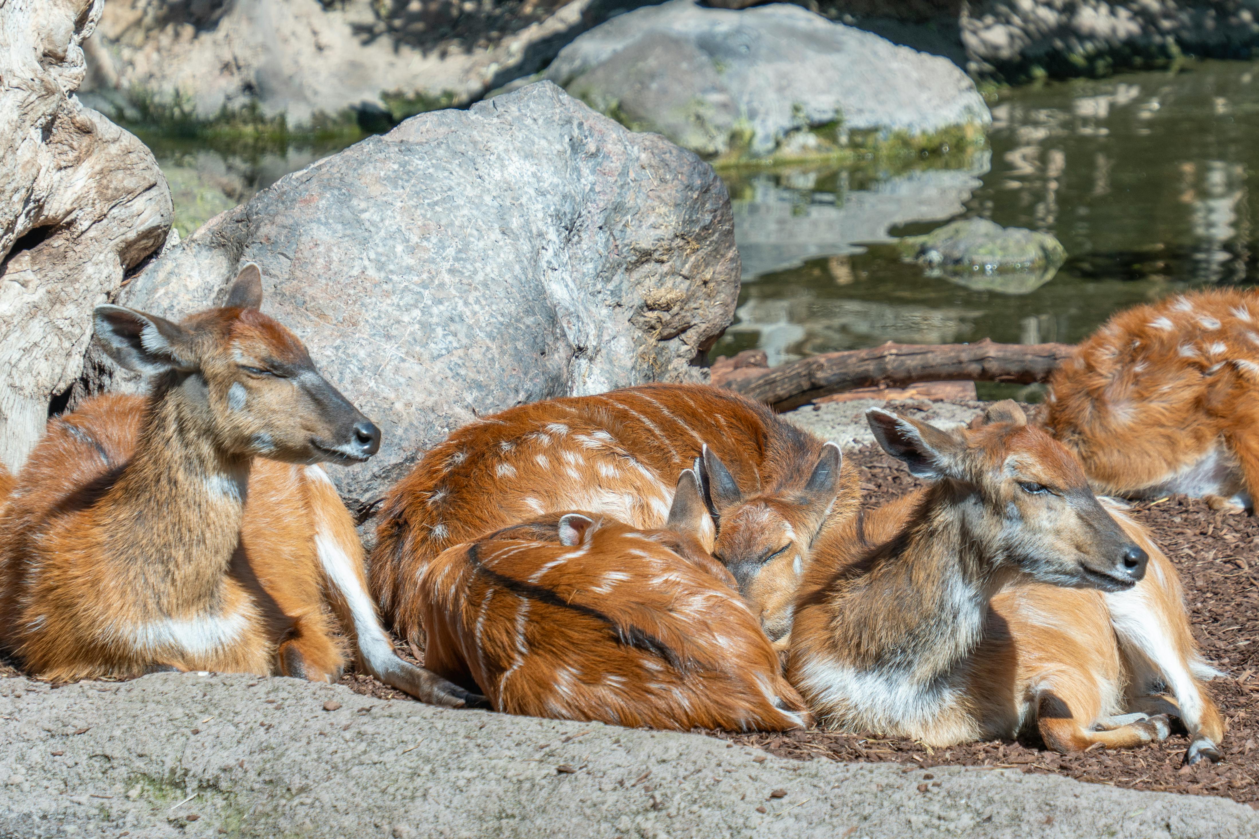 무료 basking, 갈색, 그룹의 무료 스톡 사진