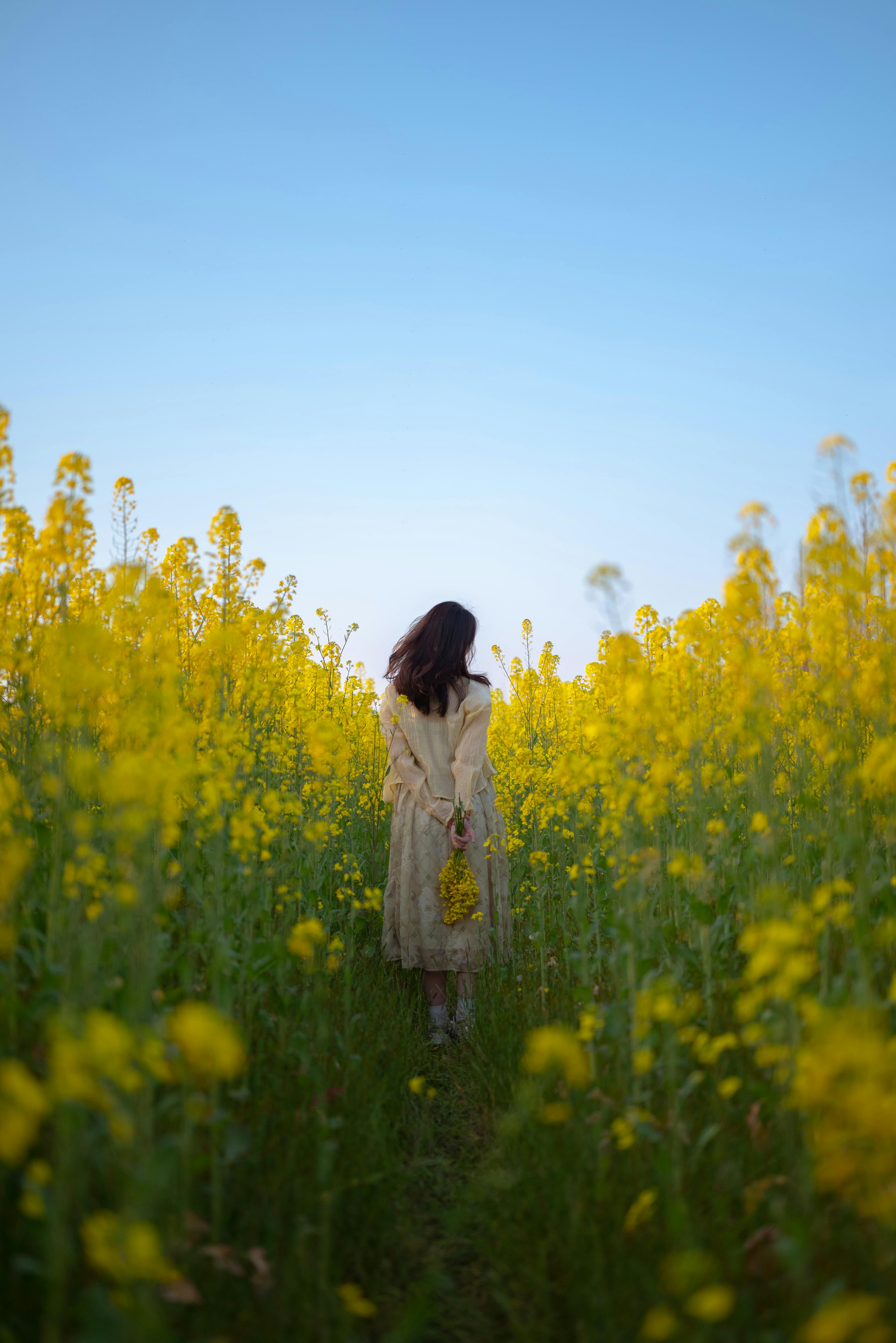 Zadarmo Pokojná scéna so ženou kráčajúcou cez žiarivé pole žltých kvetov pod jasnou modrou oblohou. Fotka z fotobanky