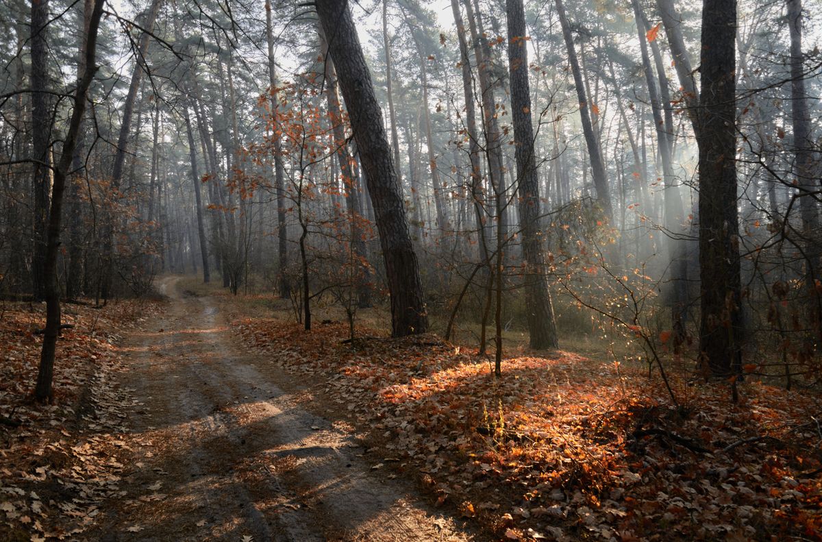 Scenery of peaceful golden autumn forest · Free Stock Photo