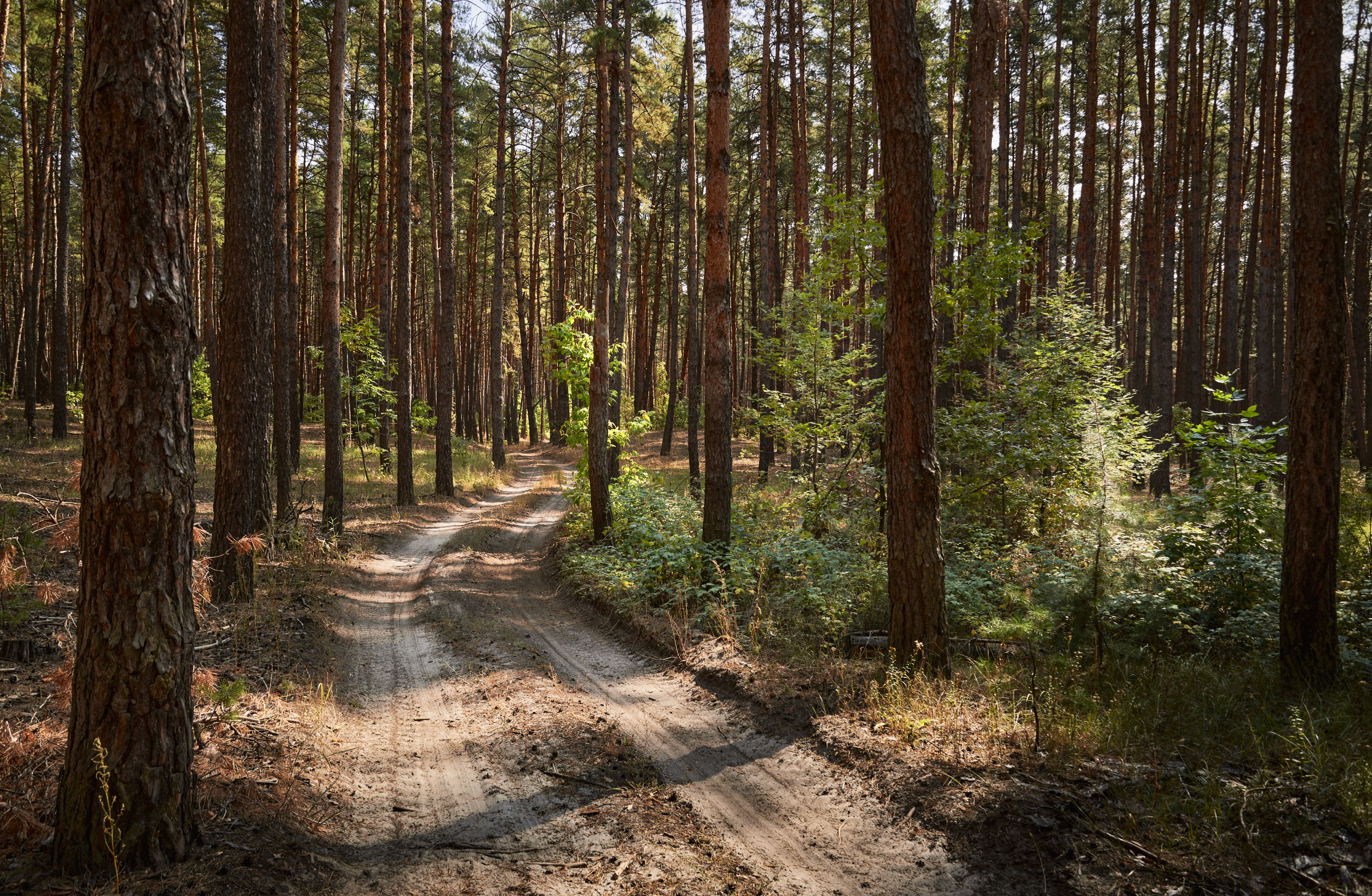 Sam Houston National Forest OHV Trail Guide