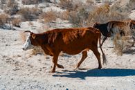 Cattle roaming in the arid desert area of Munyak, reflecting drought effects.