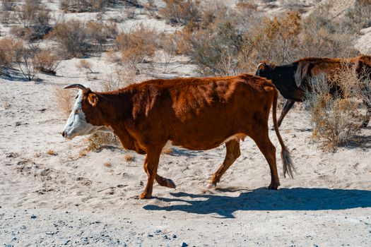 Cattle roaming in the arid desert area of Munyak, reflecting drought effects.