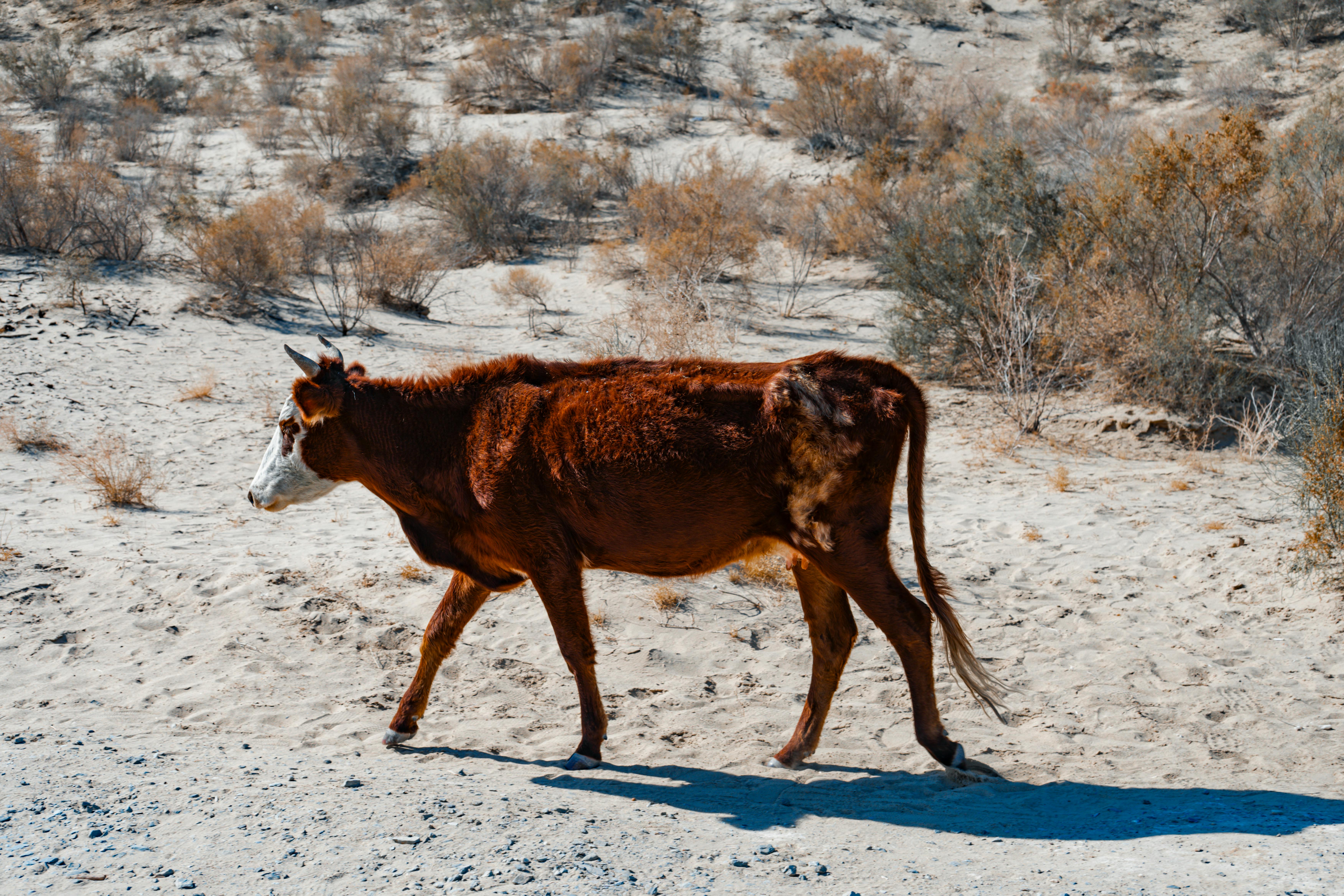 免费 一头孤独的棕色母牛走过植被稀疏的荒芜沙质沙漠。 素材图片