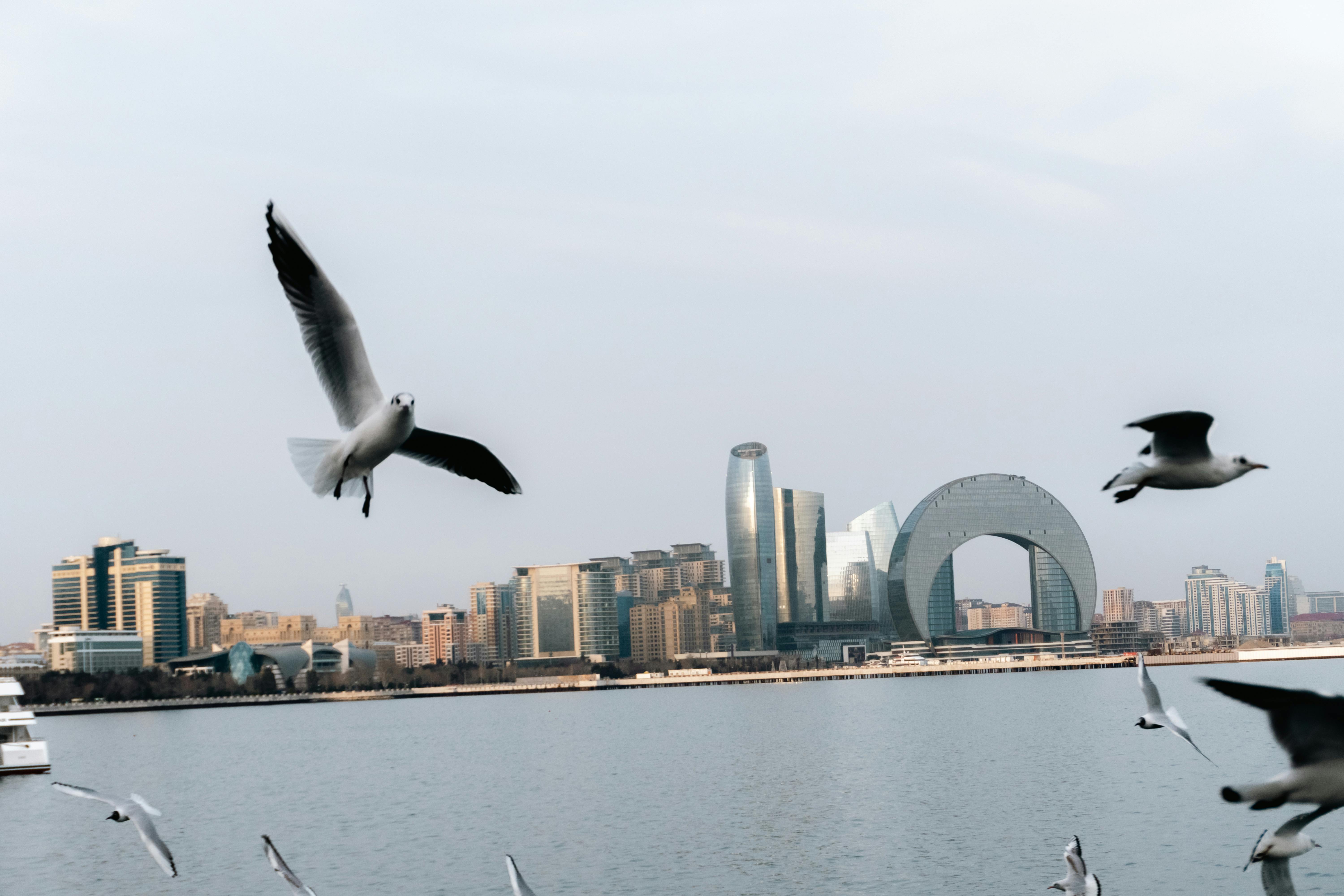 Zadarmo Čajky lietajúce nad Kaspickým morom s modernou panorámou Baku v pozadí. Fotka z fotobanky