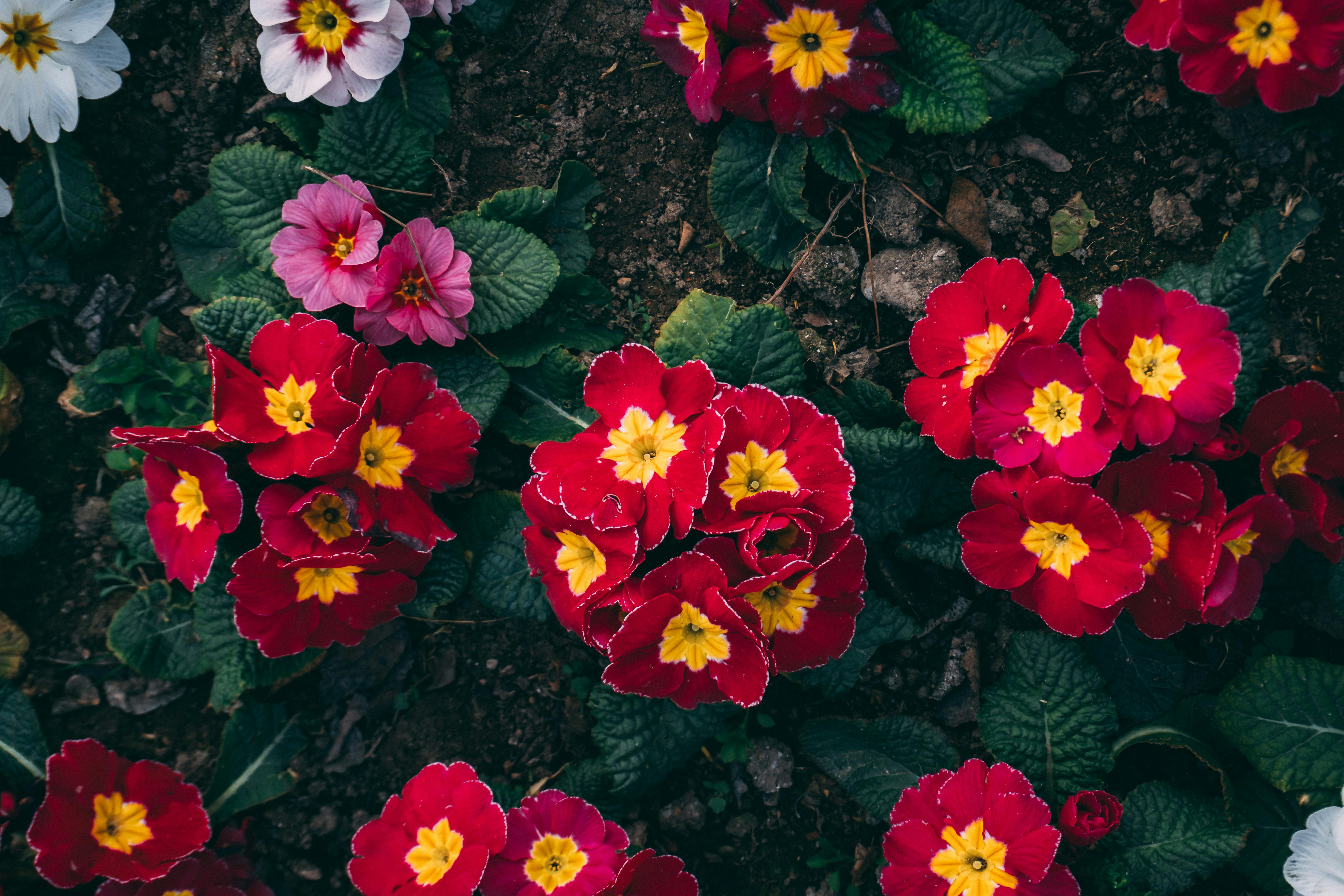 免费 阿塞拜疆巴库花园里盛开着迷人的红色和粉色报春花。 素材图片
