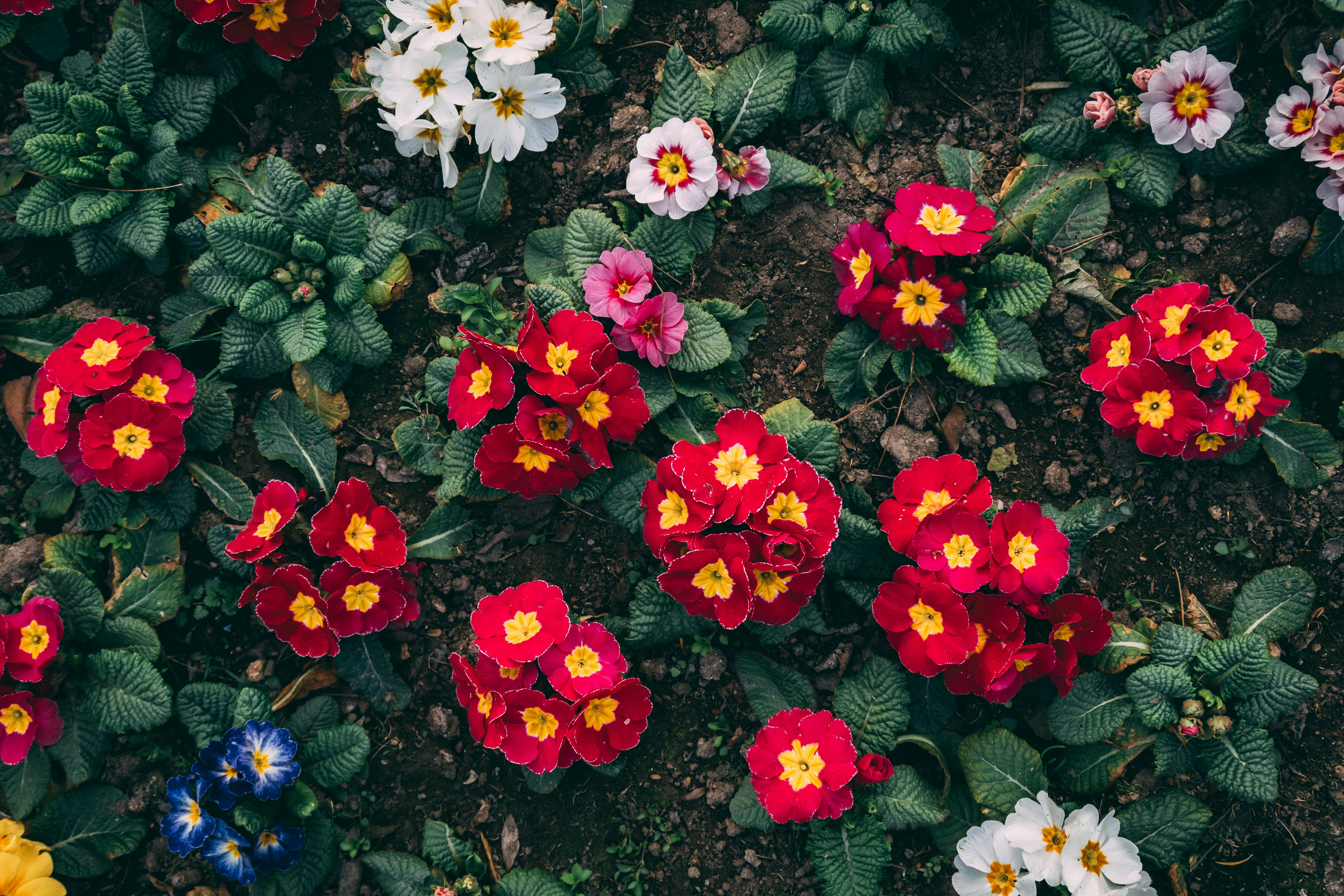 [ColoSach]-colorful-primrose-flowers-bloom-vibrantly-in-an-outdoor-garden-in-baku.