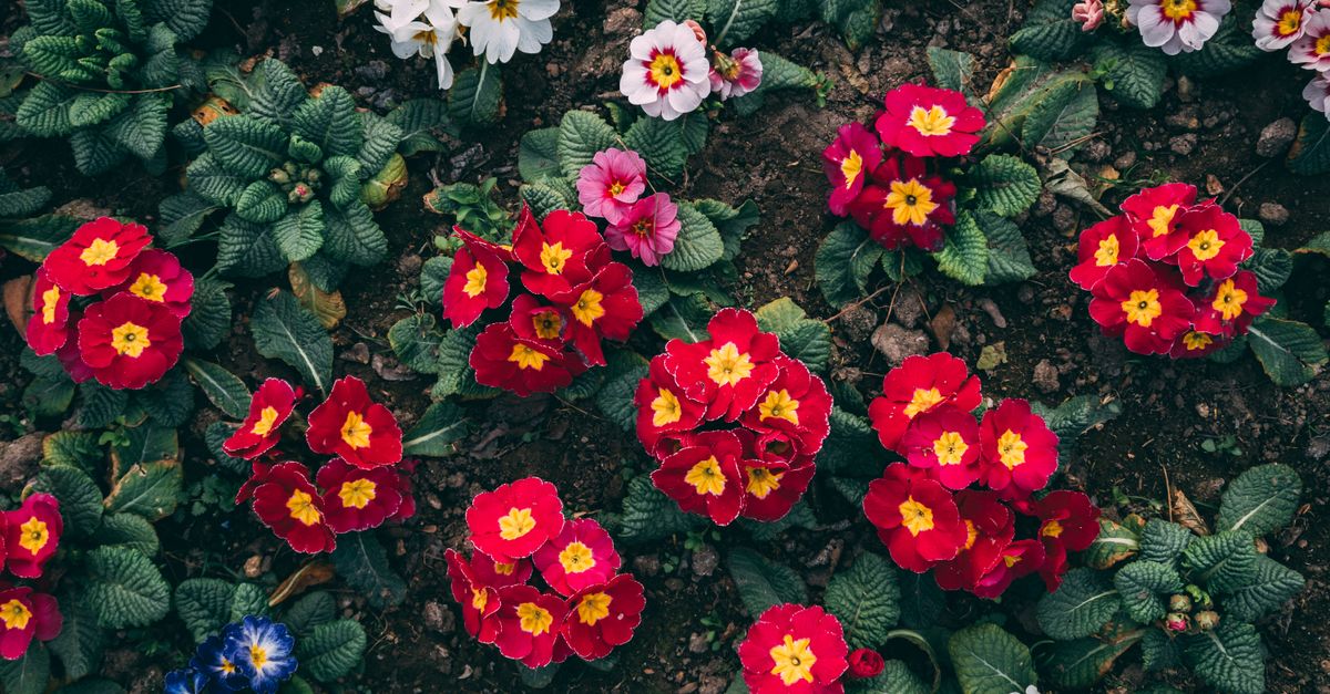 10 Consigli per Coltivare Piante Resistenza in Giardino