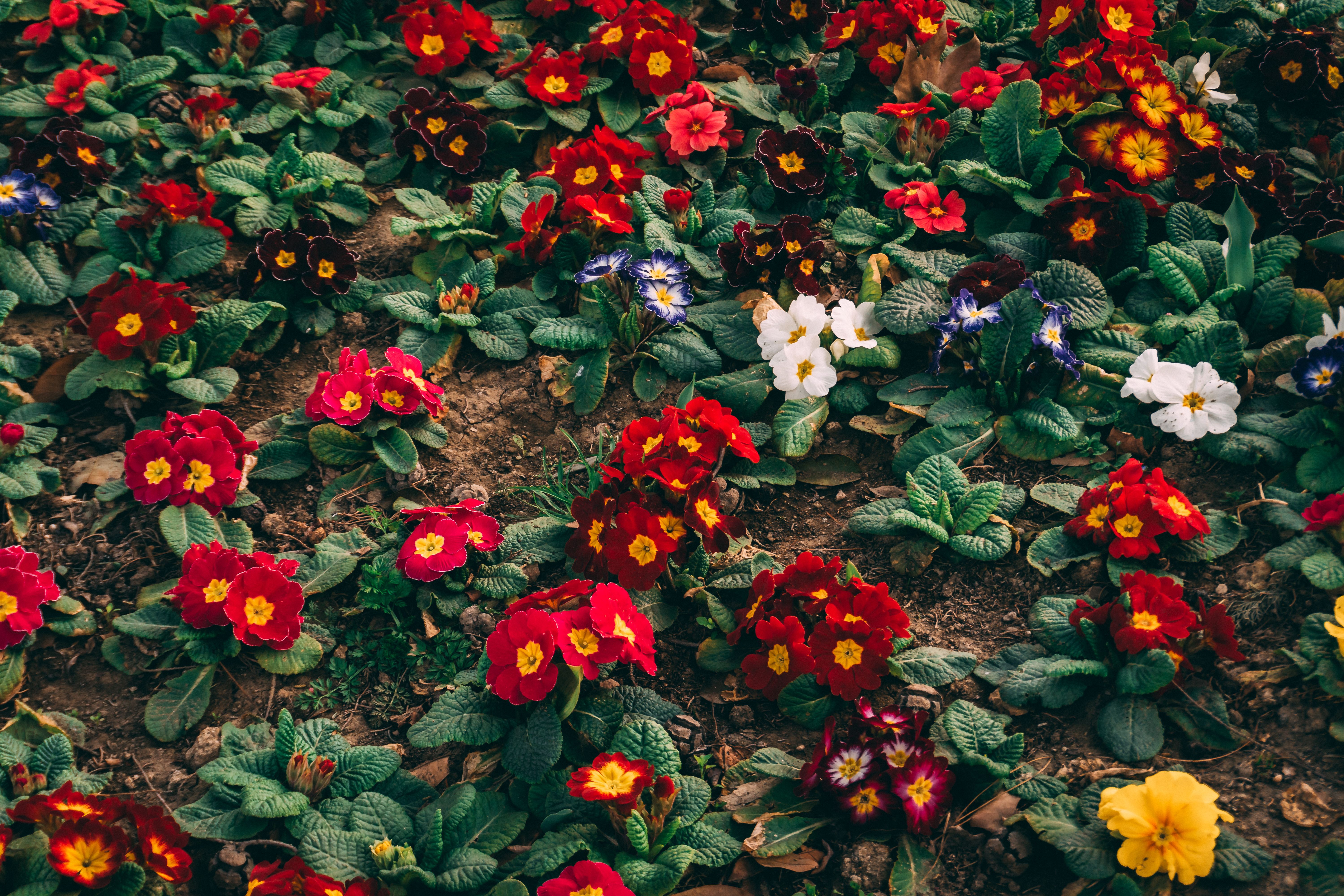 10 Conseils pour Bien Entretenir Votre Jardin au Printemps