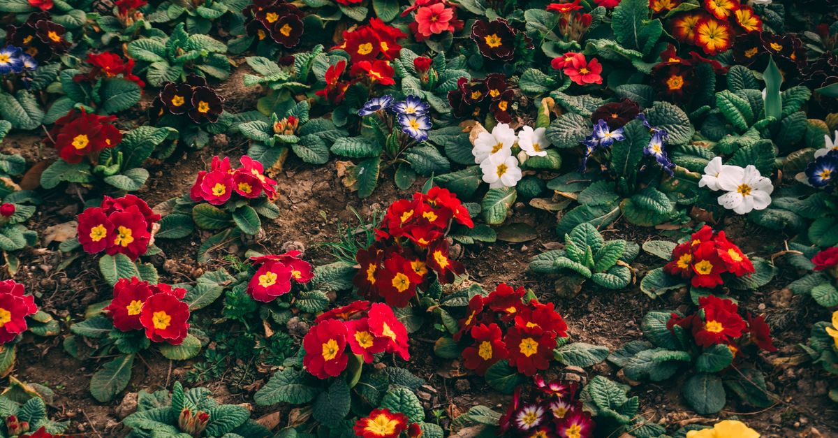 10 Conseils pour Bien Entretenir Votre Jardin au Printemps