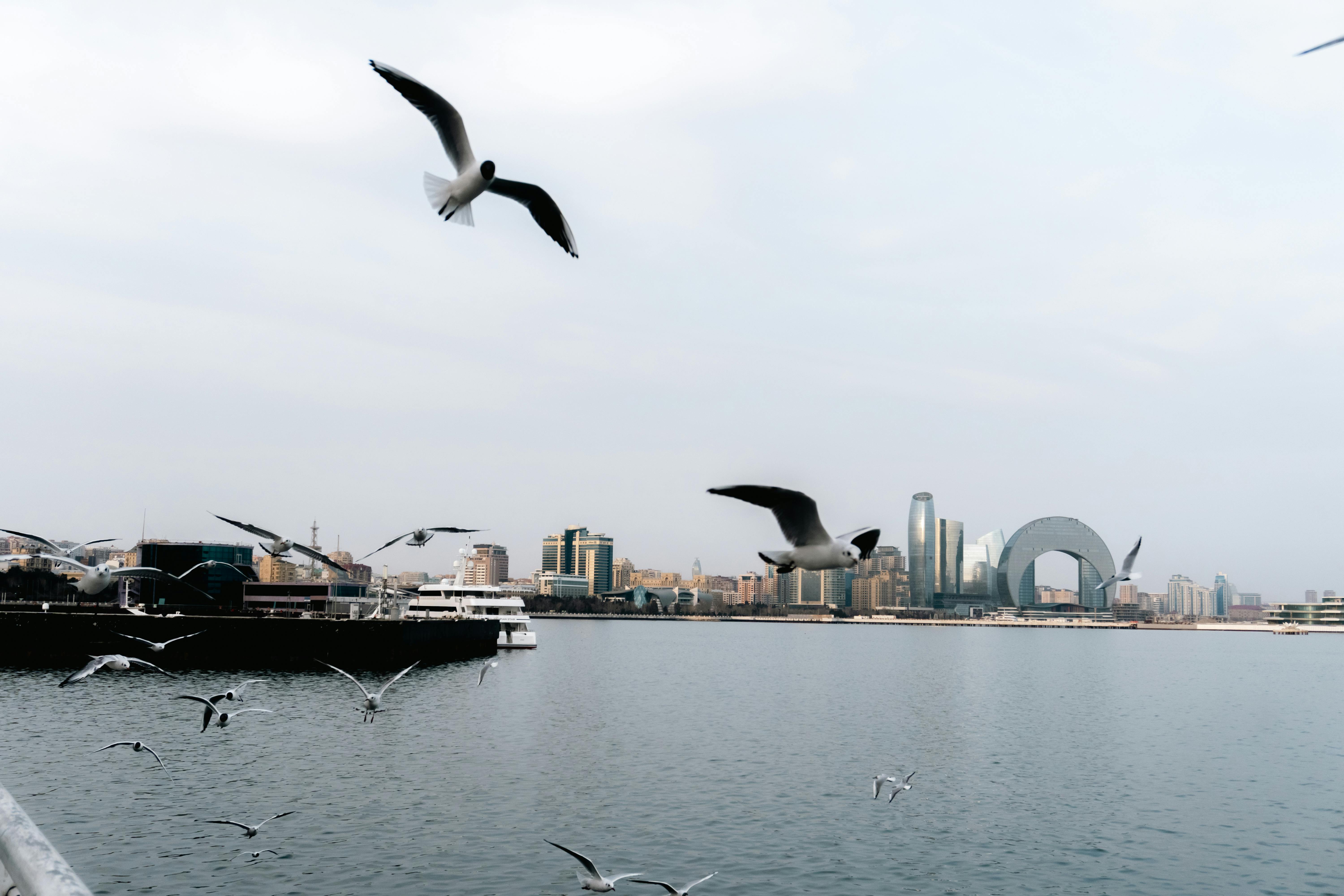 Zadarmo Čajky sa vznášajú nad pobrežnou panorámou Baku v Azerbajdžane a zdobia ich moderná architektúra. Fotka z fotobanky